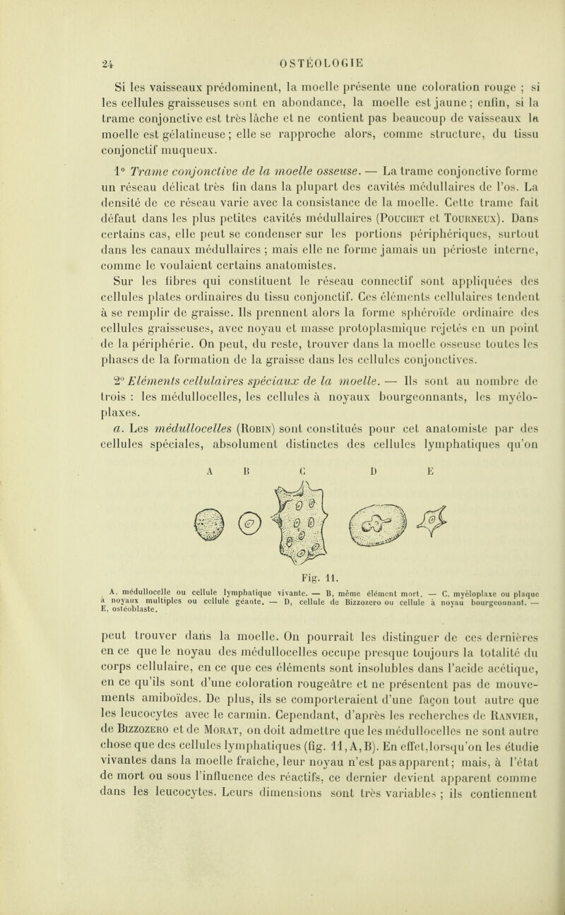 Si les vaisseaux prédominent, la moelle présente une coloration rouge ; si les cellules graisseuses sont en abondance, la moelle est jaune; enfin, si la trame conjonctive est très lâche et ne contient pas beaucoup de vaisseaux la moelle est gélatineuse ; elle se rapproche alors, comme structure, du tissu conjonctif muqueux. 1° Trame conjonctive de la moelle osseuse. — La trame conjonctive forme un réseau délicat très fin dans la plupart des cavités médullaires de l’os. La densité de ce réseau varie avec la consistance de la moelle. Cette trame fait défaut dans les plus petites cavités médullaires (Poucuet et Tourneüx). Dans certains cas, elle peut se condenser sur les portions périphériques, surtout dans les canaux médullaires ; mais elle ne forme jamais un périoste interne, comme le voulaient certains anatomistes. Sur les fibres qui constituent le réseau connectif sont appliquées des cellules plates ordinaires du tissu conjonctif. Ces éléments cellulaires tendent à se remplir de graisse. Ils prennent alors la forme sphéroïde ordinaire des cellules graisseuses, avec noyau et masse protoplasmique rejetés en un point de la périphérie. On peut, du reste, trouver dans la moelle osseuse toutes les phases de la formation de la graisse dans les cellules conjonctives. 2° Eléments cellulaires spéciaux de la moelle. — Ils sont au nombre de trois : les médullocelles, les cellules à noyaux bourgeonnants, les myélo- plaxes. a. Les médullocelles (Robin) sont constitués pour cet anatomiste par des cellules spéciales, absolument distinctes des cellules lymphatiques qu’on A A. médullocelle ou cellule lymphatique vivante. — B, même élément mort. — C. myéloplaxe ou plaque à noyaux multiples ou cellule géante. — D, cellule de Bizzozero ou cellule à novau bourgeonnant. — E, ostéoblaste. J 8 peut trouver dans la moelle. On pourrait les distinguer de ces dernières en ce que le noyau des médullocelles occupe presque toujours la totalité du corps cellulaire, en ce que ces éléments sont insolubles dans l’acide acétique, en ce qu’ils sont d’une coloration rougeâtre et ne présentent pas de mouve¬ ments amiboïdes. De plus, ils se comporteraient d’une façon tout autre que les leucocytes avec le carmin. Cependant, d’après les recherches de Ranvjer, de Bizzozero et de Morat, on doit admettre que les médullocelles ne sont autre chose que des cellules lymphatiques (fîg. Il, A,B). En effet,lorsqu’on les étudie vivantes dans la moelle fraîche, leur noyau n’est pas apparent; mais, à l’état de mort ou sous l’influence des réactifs, ce dernier devient apparent comme dans les leucocytes. Leurs dimensions sont très variables ; ils contiennent