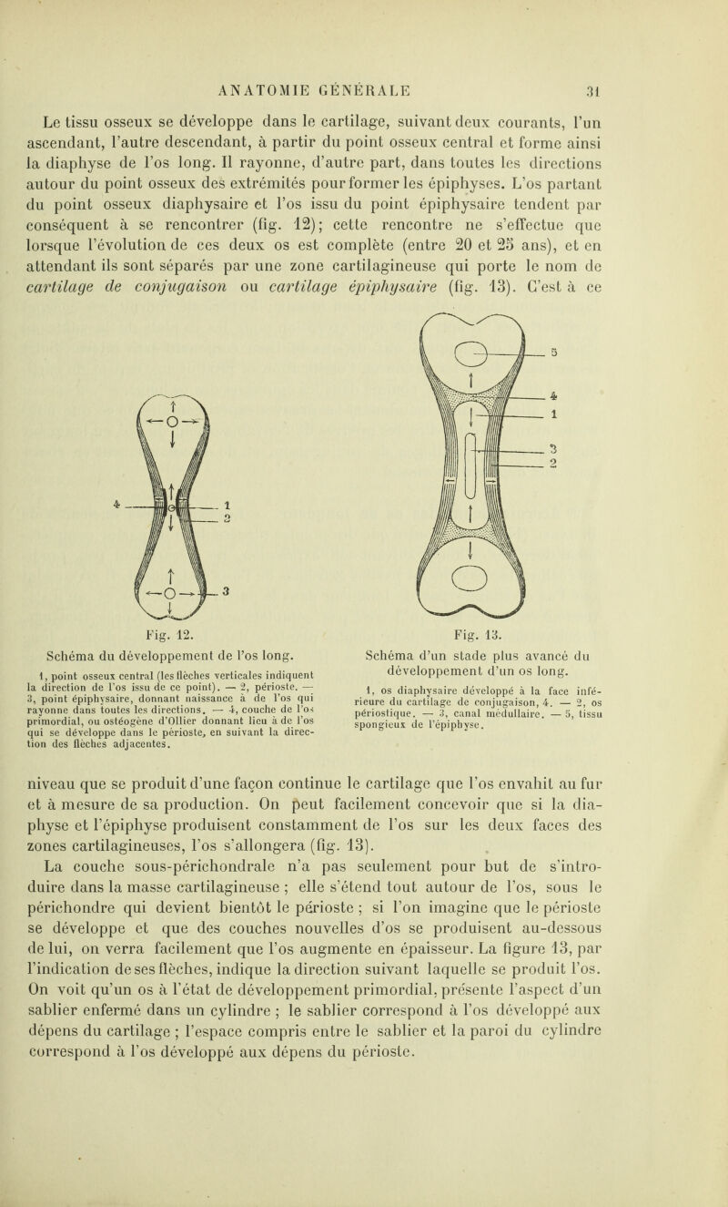 Le tissu osseux se développe dans le cartilage, suivant deux courants, l’un ascendant, l’autre descendant, à partir du point osseux central et forme ainsi la diaphyse de l’os long. Il rayonne, d’autre part, dans toutes les directions autour du point osseux des extrémités pour former les épiphyses. L’os partant du point osseux diaphysaire et l’os issu du point épiphysaire tendent par conséquent à se rencontrer (fig. 12); cette rencontre ne s’effectue que lorsque l’évolution de ces deux os est complète (entre 20 et 25 ans), et en attendant ils sont séparés par une zone cartilagineuse qui porte le nom de cartilage de conjugaison ou cartilage épiphysaire (fig. 13). C’est à ce Fig. 12. Schéma du développement de l’os long. 1, point osseux central (les flèches -verticales indiquent la direction de l’os issu de ce point). — 2, périoste. — 3, point épiphysaire, donnant naissance à de l’os qui rayonne dans toutes les directions. — 4, couche de l’os primordial, ou ostéogène d’Ollier donnant lieu à de l’os qui se développe dans le périoste., en suivant la direc¬ tion des flèches adjacentes. Fig. 13. Schéma d’un stade plus avancé du développement d’un os long. 1, os diaphysaire développé à la face infé¬ rieure du cartilage de conjugaison, 4. — 2, os périostique. — 3, canal médullaire. —5, tissu spongieux de l’épiphyse. niveau que se produit d’une façon continue le cartilage que l’os envahit au fur et à mesure de sa production. On peut facilement concevoir que si la dia¬ physe et l’épiphyse produisent constamment de l’os sur les deux faces des zones cartilagineuses, l’os s’allongera (fîg. 13). La couche sous-périchondrale n’a pas seulement pour but de s’intro¬ duire dans la masse cartilagineuse ; elle s’étend tout autour de l’os, sous le périchondre qui devient bientôt le périoste ; si l’on imagine que le périoste se développe et que des couches nouvelles d’os se produisent au-dessous de lui, on verra facilement que l’os augmente en épaisseur. La figure 13, par l’indication de ses flèches, indique la direction suivant laquelle se produit l’os. On voit qu’un os à l’état de développement primordial, présente l’aspect d’un sablier enfermé dans un cylindre ; le sablier correspond à l’os développé aux dépens du cartilage ; l’espace compris entre le sablier et la paroi du cylindre correspond à l’os développé aux dépens du périoste.