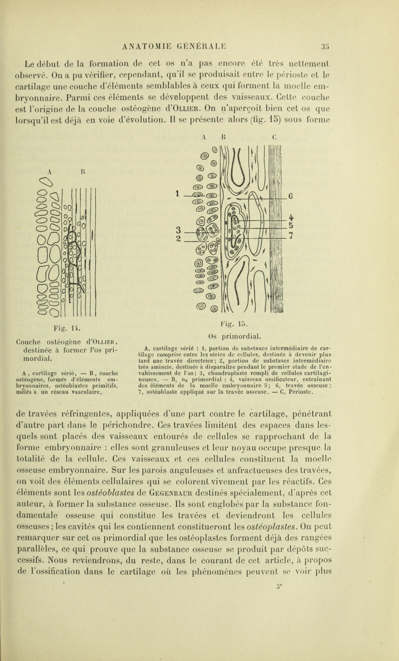 Le début de la formation de cet os n’a pas encore été très nettement observé. On a pu vérifier, cependant, qu’il se produisait entre le périoste et le cartilage une couche d’éléments semblables à ceux qui forment la moelle em¬ bryonnaire. Parmi ces éléments se développent des vaisseaux. Cette couche est l’origine de la couche ostéogène d’Ollier. On n’aperçoit bien cet os que lorsqu’il est déjà en voie d’évolution. Il se présente alors (fig. 15) sous forme 08 Fig. 14. Couche ostéogène ü’Ollier , destinée à former l’os pri¬ mordial. A, cartilage sérié. — B, couche ostéogène, forrpée d’éléments em¬ bryonnaires, ostéoblastes primitifs, mêlés à un réseau vasculaire. AB C Os primordial. A, cartilage sérié : 1, portion de substance intermédiaire de car¬ tilage comprise entre les séries de cellules, destinée à devenir plus tard une travée directrice; 2, portion de substance intermédiaire très amincie, destinée à disparaître pendant le premier stade de l’en¬ vahissement de l’os ; 3, chondroplaste rempli de cellules cartilagi¬ neuses. — B, Og primordial : 4, vaisseau ossificateur, entraînant des éléments de la moelle embryonnaire 5; 6, travée osseuse; 7, ostéoblaste appliqué sur la travée osseuse. — C, Périoste. de travées réfringentes, appliquées d’une part contre le cartilage, pénétrant d’autre part dans le périchondre. Ces travées limitént des espaces dans les¬ quels sont placés des vaisseaux entourés de cellules se rapprochant de la forme embryonnaire : elles sont granuleuses et leur noyau occupe presque la totalité de la cellule. Ces vaisseaux et ces cellules constituent la moelle osseuse embryonnaire. Sur les parois anguleuses et anfractueuses des travées, on voit des éléments cellulaires qui se colorent vivement par les réactifs. Ces éléments sont les ostéoblastes de Gegenbaur destinés spécialement, d’après cet auteur, à former la substance osseuse. Ils sont englobés par la substance fon¬ damentale osseuse qui constitue les travées et deviendront les cellules osseuses ; les cavités qui les contiennent constitueront les ostéoplastes. On peut remarquer sur cet os primordial que les ostéoplastes forment déjà des rangées parallèles, ce qui prouve que la substance osseuse se produit par dépôts suc¬ cessifs. Nous reviendrons, du reste, dans le courant de cet article, à propos de l’ossification dans le cartilage où les phénomènes peuvent se voir plus 3*