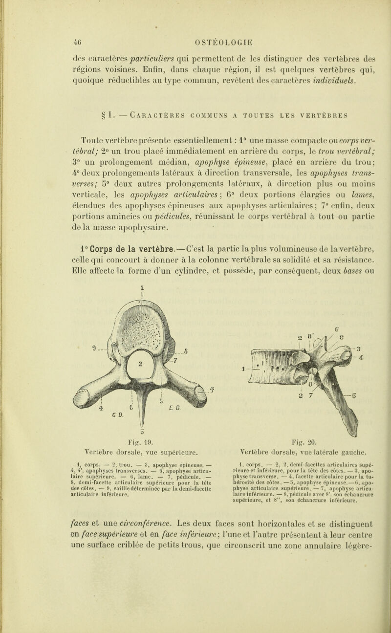 des caractères 'particuliers qui permettent de les distinguer des vertèbres des régions voisines. Enfin, dans chaque région, il est quelques vertèbres qui, quoique réductibles au type commun, revêtent des caractères individuels. §1.—Caractères communs a toutes les vertèbres Toute vertèbre présente essentiellement : 1° une masse compacte ou corps ver¬ tébral; 2° un trou placé immédiatement en arrière du corps, le trou vertébral; 3° un prolongement médian, apophyse épineuse, placé en arrière du trou; 4° deux prolongements latéraux à direction transversale, les apophyses trans¬ verses; 5° deux autres prolongements latéraux, à direction plus ou moins verticale, les apophyses articulaires ; 6° deux portions élargies ou lames, étendues des apophyses épineuses aux apophyses articulaires ; 7° enfin, deux portions amincies ou pédicules, réunissant le corps vertébral à tout ou partie delà masse apophysaire. 1° Corps de la vertèbre.—C’est la partie la plus volumineuse de la vertèbre, celle qui concourt à donner à la colonne vertébrale sa solidité et sa résistance. Elle affecte la forme d’un cylindre, et possède, par conséquent, deux bases ou i Fig. 19. Vertèbre dorsale, vue supérieure. Fig. 20. Vertèbre dorsale, vue latérale gauche. 1, corps. — 2, trou. — 3, apophyse épineuse, — 4, 4’, apophyses transverses. — 5, apophyse articu¬ laire supérieure. — 6, lame. — 7, pédicule. — 8, demi-facette articulaire supérieure pour la tête des côtes. — 9, saillie déterminée par la demi-facette articulaire inférieure. 1, corps. — 2, 2, demi-facettes articulaires supé¬ rieure et inférieure, pour la tête des côtes. — 3, apo¬ physe trans verse. — 4, facette articulaire pour la tu¬ bérosité des côtes. —5, apophyse épineuse.— 6, apo¬ physe articulaire supérieure. — 7, apophyse articu¬ laire inférieure. — 8, pédicule avec 8’, son échancrure supérieure, et 8”, son échancrure inférieure. 8, pédicule avec 8’, son échancrure son échancrure inférieure. faces et une circonférence. Les deux faces sont horizontales et se distinguent en face supérieure et en face inférieure ; l’une et l’autre présentent à leur centre une surface criblée de petits trous, que circonscrit une zone annulaire légère-