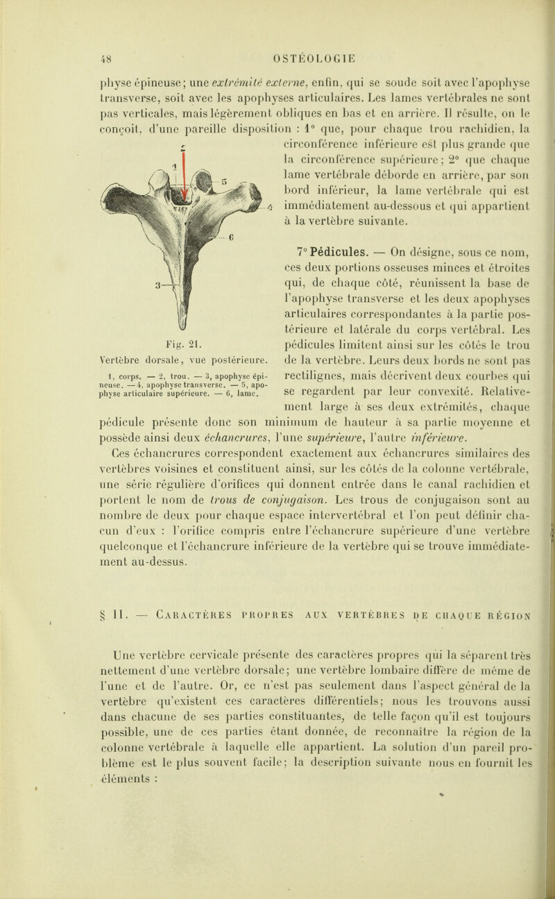 physe épineuse; une extrémité externe, enfin, qui se soude soit avec l’apophyse transverse, soit avec les apophyses articulaires. Les lames vertébrales ne sont pas verticales, mais légèrement obliques en bas et en arrière. Il résulte, on le conçoit, d’une pareille disposition : 1° que, pour chaque trou rachidien, la circonférence inférieure est plus grande que la circonférence supérieure ; 2° que chaque lame vertébrale déborde en arrière, par son bord inférieur, la lame vertébrale qui est immédiatement au-dessous et qui appartient à la vertèbre suivante. 7° Pédicules. — On désigne, sous ce nom, ces deux portions osseuses minces et étroites qui, de chaque côté, réunissent la base de l’apophyse transverse et les deux apophyses articulaires correspondantes à la partie pos¬ térieure et latérale du corps vertébral. Les pédicules limitent ainsi sur les côtés le trou de la vertèbre. Leurs deux bords ne sont pas rectilignes, mais décrivent deux courbes qui se regardent par leur convexité. Relative¬ ment large à ses deux extrémités, chaque pédicule présente donc son minimum de hauteur à sa partie moyenne et possède ainsi deux échancrures, l’une supérieure, l’autre inférieure. Ces échancrures correspondent exactement aux échancrures similaires des vertèbres voisines et constituent ainsi, sur les côtés de la colonne vertébrale, une série régulière d’orifices qui donnent entrée dans le canal rachidien et portent le nom de trous de conjugaison. Les trous de conjugaison sont au nombre de deux pour chaque espace intervertébral et l’on peut définir cha¬ cun d’eux : l’orifice compris entre l’échancrure supérieure d’une vertèbre quelconque et l’échancrure inférieure de la vertèbre qui se trouve immédiate¬ ment au-dessus. Fig. 21. Vertèbre dorsale, vue postérieure. 1, corps. — 2, trou. — 3, apophyse épi¬ neuse. — 4, apophyse transverse. — 5, apo¬ physe articulaire supérieure. — 6, lame. § II. — Caractères propres aux vertèbres de craque région Une vertèbre cervicale présente des caractères propres qui la séparent très nettement d’une vertèbre dorsale; une vertèbre lombaire diffère de même de l’une et de l’autre. Or, ce n’est pas seulement dans l’aspect général de la vertèbre qu’existent ces caractères différentiels; nous les trouvons aussi dans chacune de ses parties constituantes, de telle façon qu’il est toujours possible, une de ces parties étant donnée, de reconnaître la région de la colonne vertébrale à laquelle elle appartient. La solution d’un pareil pro¬ blème est le plus souvent facile; la description suivante nous en fournit les éléments :