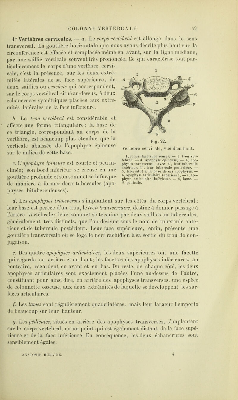 1° Vertèbres cervicales. — a. Le corps vertébral est allongé dans le sens transversal. La gouttière horizontale que nous avons décrite plus haut sur la circonférence est effacée et remplacée même en avant, sur la ligne médiane, par une saillie verticale souvent très prononcée. Ce qui caractérise tout par¬ ticulièrement le corps d’une vertèbre cervi¬ cale, c’est la présence, sur les deux extré¬ mités latérales de sa face supérieure, de deux saillies ou crochets qui correspondent, sur le corps vertébral situé au-dessus, à deux échancrures symétriques placées aux extré¬ mités latérales de la face inférieure. b. Le trou vertébral est considérable et affecte une forme triangulaire; la base de ce triangle, correspondant au corps de la vertèbre, est beaucoup plus étendue que la verticale abaissée de l’apophyse épineuse sur le milieu de cette base. c. L’apophyse épineuse est courte et peu in¬ clinée; son bord inférieur se creuse en une gouttière profonde et son sommet se bifurque de manière à former deux tubercules (apo¬ physes bituberculeuses). d. Les apophyses transverses s’implantent sur les côtés du corps vertébral ; leur base est percée d’un trou, le trou transversaire, destiné à donner passage à l’artère vertébrale; leur sommet se termine par deux saillies ou tubercules, généralement très distincts, que l’on désigne so.us le nom de tubercule anté¬ rieur et de tubercule postérieur. Leur face supérieure, enfin, présente une gouttière transversale où se loge le nerf rachidien à sa sortie du trou de con¬ jugaison. e. Des quatre apophyses articulaires, les deux supérieures ont une facette qui regarde en arrière et en haut; les facettes des apophyses inférieures, au contraire, regardent en avant et en bas. Du reste, de chaque côté, les deux apophyses articulaires sont exactement placées l’une au-dessus de l’autre, constituant pour ainsi dire, en arrière des apophyses transverses, une espèce de colonnette osseuse, aux deux extrémités de laquelle se développent les sur¬ faces articulaires. f. Les lames sont régulièrement quadrilatères ; mais leur largeur l’emporte de beaucoup sur leur hauteur. g. Les pédicules, situés en arrière des apophyses transverses, s’implantent sur le corps vertébral, en un point qui est également distant de la face supé¬ rieure et de la face inférieure. En conséquence, les deux échancrures sont sensiblement égales. i 5 Fig. 22. Vertèbre cervicale, vue d’en haut. I, corps (face supérieure). — 2, trou ver¬ tébral. — 3, apophyse épineuse. — 4, apo¬ physes transverses, avec 4’, leur tubercule antérieur, 4”, leur tubercule postérieur. — 5, *trou situé à la base de ces apophyses. — 6, apophyse articulaire supérieure. —7, apo¬ physe articulaire inférieure. — 8, lame. — 9, pédicule. 4 ANATOMIE HUMAINE.