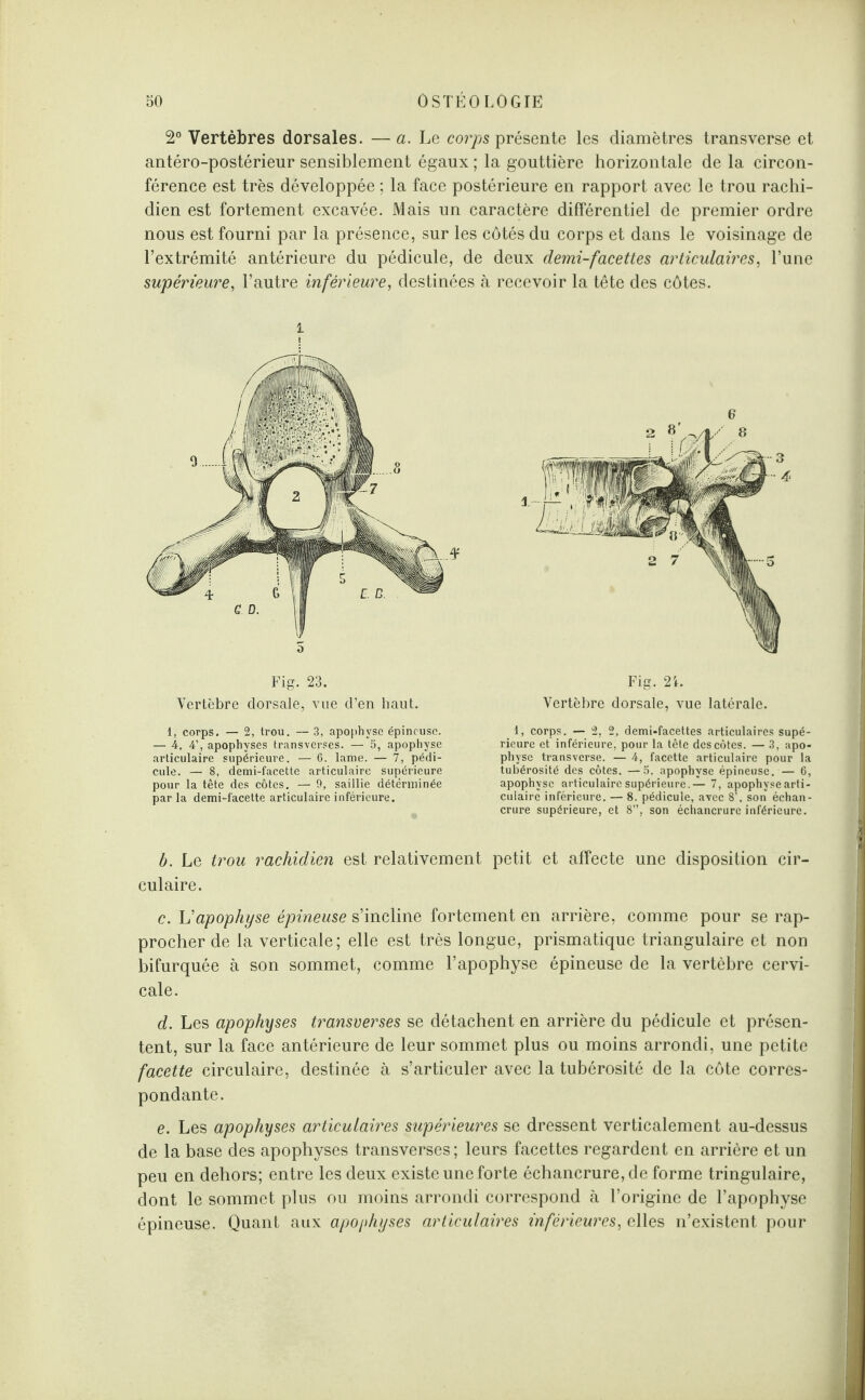 2° Vertèbres dorsales. —a. Le corps présente les diamètres transverse et antéro-postérieur sensiblement égaux ; la gouttière horizontale de la circon¬ férence est très développée ; la face postérieure en rapport avec le trou rachi¬ dien est fortement excavée. Mais un caractère différentiel de premier ordre nous est fourni par la présence, sur les côtés du corps et dans le voisinage de l’extrémité antérieure du pédicule, de deux demi-facettes articulaires, l’une supérieure, l’autre inférieure, destinées à recevoir la tête des côtes. i Fig. 23. Vertèbre dorsale, vue d’en haut. 1, corps. — 2, trou. — 3, apophyse épineuse. — 4, 4’, apophyses transverses. — 5, apophyse articulaire supérieure. — 6. lame. — 7, pédi¬ cule. — 8, demi-facette articulaire supérieure pour la tête des côtes. — 9, saillie déterminée par la demi-facette articulaire inférieure. 6 Fig. 21. Vertèbre dorsale, vue latérale. 1, corps. — 2, 2, demi-facettes articulaires supé¬ rieure et inférieure, pour la tête des côtes. — 3, apo¬ physe transverse. — 4, facette articulaire pour la tubérosité des côtes. —5. apophyse épineuse. — 6, apophyse articulaire supérieure.— 7, apophyse arti¬ culaire inférieure. — 8. pédicule, avec 8’, son échan¬ crure supérieure, et 8”, son échancrure inférieure. b. Le trou rachidien est relativement petit et affecte une disposition cir¬ culaire. c. Vapophyse épineuse s’incline fortement en arrière, comme pour se rap¬ procher de la verticale; elle est très longue, prismatique triangulaire et non bifurquée à son sommet, comme l’apophyse épineuse de la vertèbre cervi¬ cale. d. Les apophyses transverses se détachent en arrière du pédicule et présen¬ tent, sur la face antérieure de leur sommet plus ou moins arrondi, une petite facette circulaire, destinée à s’articuler avec la tubérosité de la côte corres¬ pondante. e. Les apophyses articulaires supérieures se dressent verticalement au-dessus de la base des apophyses transverses; leurs facettes regardent en arrière et un peu en dehors; entre les deux existe une forte échancrure, de forme tringulaire, dont le sommet plus ou moins arrondi correspond à l’origine de l’apophyse épineuse. Quant aux apophyses articulaires inférieures, elles n’existent pour