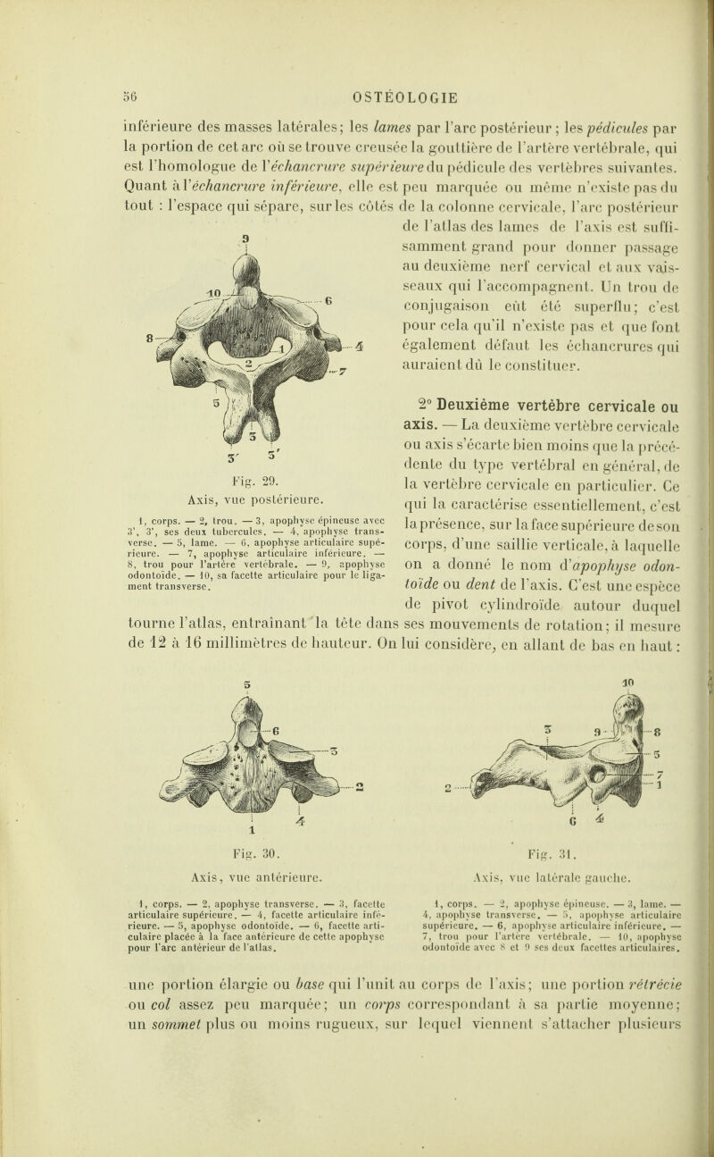 inférieure des masses latérales; les lames par l’arc postérieur ; les pédicules par la portion de cet arc où se trouve creusée la gouttière de l’artère vertébrale, qui est l’homologue de Y échancrure supérieure du pédicule des vertèbres suivantes. Quant kY échancrure inférieure, elle est peu marquée ou même n’existe pas du tout : 1 espace qui sépare, sur les côtés 9 1, corps. — 2, trou. — 3, apophyse épineuse avec 3’, 3’, ses deux tubercules. — 4, apophyse trans¬ verse. — 5, lame. — Ô, apophyse articulaire supé¬ rieure. — 7, apophyse articulaire inférieure. — 8, trou pour l’artère vertébrale. — 9, apophyse odontoïde. — 10, sa facette articulaire pour le liga¬ ment transverse. tourne l’atlas, entraînant la tête dans de 12 à 16 millimètres de hauteur. On de la colonne cervicale, l’arc postérieur de l’atlas des lames de l’axis est suffi¬ samment grand pour donner passage au deuxième nerf cervical et aux vais¬ seaux qui l’accompagnent. Un trou de conjugaison eût été superflu; c’est pour cela qu’il n’existe pas et que font également défaut les échancrures qui auraient dû le constituer. 2° Deuxième vertèbre cervicale ou axis. — La deuxième vertèbre cervicale ou axis s’écarte bien moins que la précé¬ dente du type vertébral en général, de la vertèbre cervicale en particulier. Ce qui la caractérise essentiellement, c’est la présence, sur la face supérieure de son corps, d’une saillie verticale, à laquelle on a donné le nom d'apophyse odon¬ toïde ou dent de l’axis. C’est une espèce de pivot cylindroïde autour duquel ses mouvements de rotation; il mesure lui considère, en allant de bas en haut : 5 Fig. 30. Axis, vue antérieure. 1, corps. — 2, apophyse transverse. — 3, facette articulaire supérieure. — 4, facette articulaire infé¬ rieure. — 5, apophyse odontoïde. — 6, facette arti¬ culaire placée à la face antérieure de cette apophyse pour l’arc antérieur de l’atlas. 10 Axis, vue latérale gauche. 1, corps. — 2, apophyse épineuse. — 3, lame. — 4, apophyse transverse. — b, apophyse articulaire supérieure. — 6, apophyse articulaire inférieure. — 7, trou pour l’artère vertébrale. — 10, apophyse odontoïde avec 8 et 9 ses deux facettes articulaires. une portion élargie ou hase qui l’unit au corps de l’axis; une portion rétrécie ou col assez peu marquée; un corps correspondant à sa partie moyenne; un sommet plus ou moins rugueux, sur lequel viennent s’attacher plusieurs