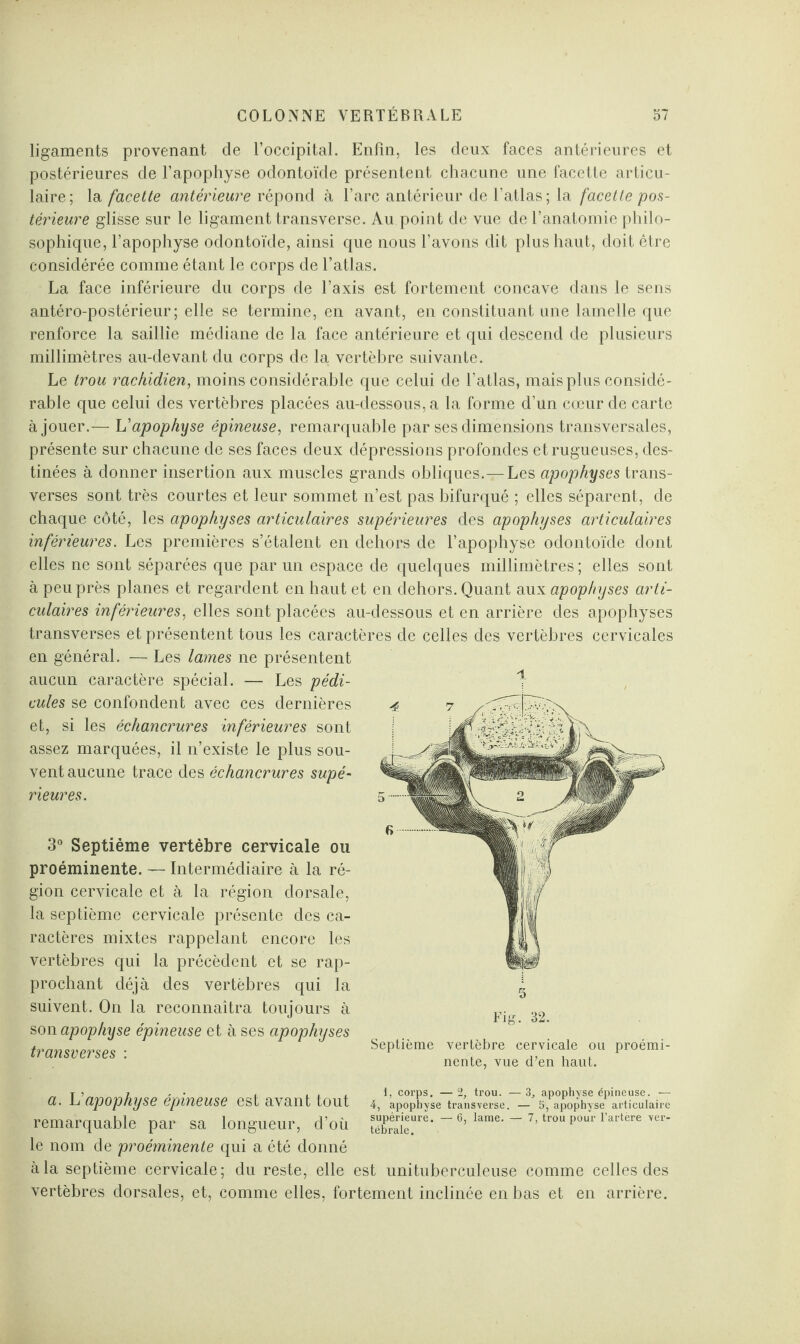 ligaments provenant de l’occipital. Enfin, les deux faces antérieures et postérieures de l’apophyse odontoïde présentent chacune une facette articu¬ laire; la facette antérieure répond à l’arc antérieur de l’atlas; la facette pos¬ térieure glisse sur le ligament transverse. Au point de vue de l’anatomie philo¬ sophique, l’apophyse odontoïde, ainsi que nous l’avons dit plus haut, doit être considérée comme étant le corps de l’atlas. La face inférieure du corps de l’axis est fortement concave dans le sens antéro-postérieur; elle se termine, en avant, en constituant une lamelle que renforce la saillie médiane de la face antérieure et qui descend de plusieurs millimètres au-devant du corps de la vertèbre suivante. Le trou rachidien, moins considérable que celui de l’atlas, mais plus considé¬ rable que celui des vertèbres placées au-dessous, a la forme d’un cœur de carte à jouer.— Vapophyse épineuse, remarquable par ses dimensions transversales, présente sur chacune de ses faces deux dépressions profondes et rugueuses, des¬ tinées à donner insertion aux muscles grands obliques.—Les apophyses trans¬ verses sont très courtes et leur sommet n’est pas bifurqué ; elles séparent, de chaque côté, les apophyses articulaires supérieures des apophyses articulaires inférieures. Les premières s’étalent en dehors de l’apophyse odontoïde dont elles ne sont séparées que par un espace de quelques millimètres ; elles sont à peu près planes et regardent en haut et en dehors. Quant aux apophyses arti¬ culaires inférieures, elles sont placées au-dessous et en arrière des apophyses transverses et présentent tous les caractères de celles des vertèbres cervicales en général. — Les lames ne présentent aucun caractère spécial. — Les pédi¬ cules se confondent avec ces dernières et, si les échancrures inférieures sont assez marquées, il n’existe le plus sou¬ vent aucune trace des échancrures supé¬ rieures. 3° Septième vertèbre cervicale ou proéminente. — Intermédiaire à la ré¬ gion cervicale et à la région dorsale, la septième cervicale présente des ca¬ ractères mixtes rappelant encore les vertèbres qui la précèdent et se rap¬ prochant déjà des vertèbres qui la suivent. On la reconnaîtra toujours à son apophyse épineuse et à ses apophyses transverses • Septième vertèbre cervicale ou proémi¬ nente, vue d’en haut. 1 Fig. 32. 1, corps. — 2, trou. — 3, apophyse épineuse. — 4, apophyse transverse. — 5, apophyse articulaire supérieure. — 6, lame. — 7, trou pour l’artère ver¬ tébrale. a. L apophyse épineuse est avant tout remarquable par sa longueur, d’où le nom de proéminente qui a été donné a la septième cervicale; du reste, elle est unituberculeuse comme celles des vertèbres dorsales, et, comme elles, fortement inclinée en bas et en arrière.