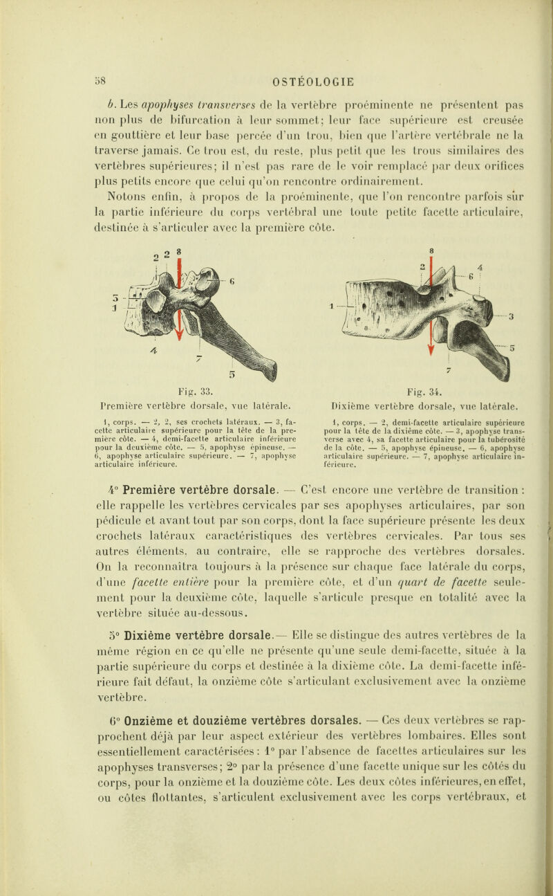 b. Les apophyses transverses de la vertèbre proéminente ne présentent pas non plus de bifurcation à leur sommet; leur face supérieure est creusée en gouttière et leur base percée d’un trou, bien que l’artère vertébrale ne la traverse jamais. Ce trou est, du reste, plus petit que les trous similaires des vertèbres supérieures; il n’est pas rare de le voir remplacé par deux orifices plus petits encore que celui qu’on rencontre ordinairement. Notons enfin, à propos de la proéminente, que l’on rencontre parfois sur la partie inférieure du corps vertébral une toute petite facette articulaire, destinée à s’articuler avec la première côte. Fig. 33. Première vertèbre dorsale, vue latérale. Fig. 34. Dixième vertèbre dorsale, vue latérale. 1, corps. — 1, 2, ses crochets latéraux. — 3, fa¬ cette articulaire supérieure pour la tête de la pre¬ mière côte. — 4, demi-facette articulaire inférieure pour la deuxième côte. — 5, apophyse épineuse. — 6, apophyse articulaire supérieure. — 7, apophyse articulaire inférieure. 1, corps. — 2, demi-facette articulaire supérieure pour la tête de la dixième côte. — 3, apophyse trans¬ verse avec 4, sa facette articulaire pour la tubérosité delà côte. — 5, apophyse épineuse. — 6, apophyse articulaire supérieure. — 7, apophyse articulaire in¬ férieure. 4° Première vertèbre dorsale. — C’est encore une vertèbre de transition : elle rappelle les vertèbres cervicales par ses apophyses articulaires, par son pédicule et avant tout par son corps, dont la face supérieure présente les deux crochets latéraux caractéristiques des vertèbres cervicales. Par tous ses autres éléments, au contraire, elle se rapproche des vertèbres dorsales. On la reconnaîtra toujours à la présence sur chaque face latérale du corps, d’une facette entière pour la première côte, et d’un quart de facette seule¬ ment pour la deuxième côte, laquelle s’articule presque en totalité avec la vertèbre située au-dessous. 5° Dixième vertèbre dorsale.— Elle se distingue des autres vertèbres de la même région en ce qu’elle ne présente qu’une seule demi-facette, située à la partie supérieure du corps et destinée à la dixième côte. La demi-facette infé¬ rieure fait défaut, la onzième côte s’articulant exclusivement avec la onzième vertèbre. 6° Onzième et douzième vertèbres dorsales. — Ces deux vertèbres se rap¬ prochent déjà par leur aspect extérieur des vertèbres lombaires. Elles sont essentiellement caractérisées : 1° par l’absence de facettes articulaires sur les apophyses transverses; 2° par la présence d’une facette unique sur les côtés du corps, pour la onzième et la douzième côte. Les deux côtes inférieures, en effet, ou côtes flottantes, s’articulent exclusivement avec les corps vertébraux, et