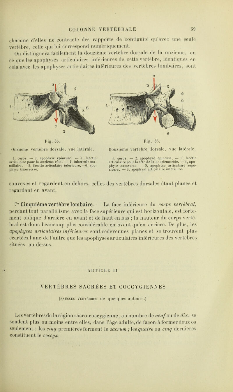 chacune d’elles ne contracte des rapports de contiguïté qu’avec une seule vertèbre, celle qui lui correspond numériquement. On distinguera facilement la douzième vertèbre dorsale de la onzième, en ce que les apophyses articulaires inférieures de cette vertèbre, identiques en cela avec les apophyses articulaires inférieures des vertèbres lombaires, sont Fig. 35. Onzième vertèbre dorsale, vue latérale. \, corps. — 2, apophyse épineuse. — 3, facette articulaire pour la onzième côte. — 4, tubercule ma- millaire.— 5, facette articulaire inférieure.—6, apo¬ physe transverse. V 6 Fig. 36. Douzième vertèbre dorsale, vue latérale. 1, corps. — 2, apophyse épineuse. — 3, facette articulaire pour la tète de la douzième côte. — 4, apo¬ physe transverse. — 5, apophyse articulaire supé¬ rieure. — 6. apophyse articulaire inférieure. convexes et regardent en dehors, celles des vertèbres dorsales étant planes et regardant en avant. 7° Cinquième vertèbre lombaire. — La face inférieure du corps vertébral, perdant tout parallélisme avec la face supérieure qui est horizontale, est forte¬ ment oblique d’arrière en avant et de haut en bas ; la hauteur du corps verté¬ bral est donc beaucoup plus considérable en avant qu’en arrière. De plus, les apophyses articulaires inférieures sont redevenues planes et se trouvent plus écartées l’une de l’autre que les apophyses articulaires inférieures des vertèbres situées au-dessus. ARTICLE II VERTÈBRES SACRÉES ET COCCYGIENNES (fausses vertèbres de quelques auteurs.) Les vertèbres de la région sacro-coccygienne, au nombre de neuf ou de dix, se soudent plus ou moins entre elles, dans l’àge adulte, de façon à former deux os seulement : les cinq premières forment le sacrum ; les quatre ou cinq dernières constituent le coccyx.