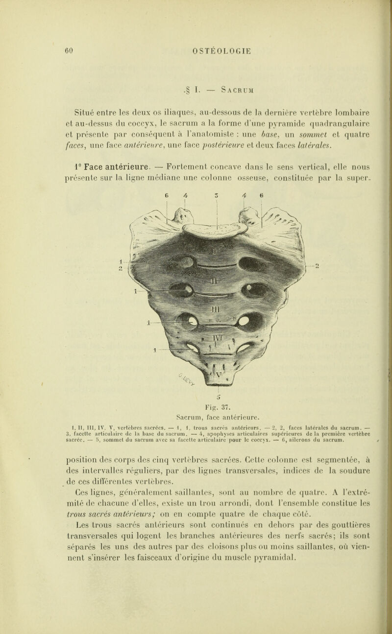 .§ I. — Sacrum Situé entre les deux os iliaques, au-dessous de la dernière vertèbre lombaire et au-dessus du coccyx, le sacrum a la forme d’une pyramide quadrangulairc et présente par conséquent à l’anatomiste : une base, un sommet et quatre faces, une face antérieure, une face postérieure et deux faces latérales. 1° Face antérieure. — Fortement concave dans le sens vertical, elle nous présente sur la ligne médiane une colonne osseuse, constituée par la super. 6 4‘ Z 4' 6 5 Fig. 37. Sacrum, face antérieure. I, II, III, IV. V, vertèbres sacrées. — t, I, trous sacrés antérieurs. —2, 2, faces latérales du sacrum. — 3, facette articulaire de la base du sacrum. — 4, apophyses articulaires supérieures delà première vertèbre sacrée. — 5, sommet du sacrum avec sa facette articulaire pour le coccyx. — 6, ailerons du sacrum. position des corps des cinq vertèbres sacrées. Cette colonne est segmentée, à des intervalles réguliers, par des lignes transversales, indices de la soudure de ces différentes vertèbres. Ces lignes, généralement saillantes, sont au nombre de quatre. A l’extré¬ mité de chacune d’elles, existe un trou arrondi, dont l’ensemble constitue les trous sacrés antérieurs; on en compte quatre de chaque côté. Les trous sacrés antérieurs sont continués en dehors par des gouttières transversales qui logent les branches antérieures des nerfs sacrés; ils sont séparés les uns des autres par des cloisons plus ou moins saillantes, où vien¬ nent s’insérer les faisceaux d’origine du muscle pyramidal.