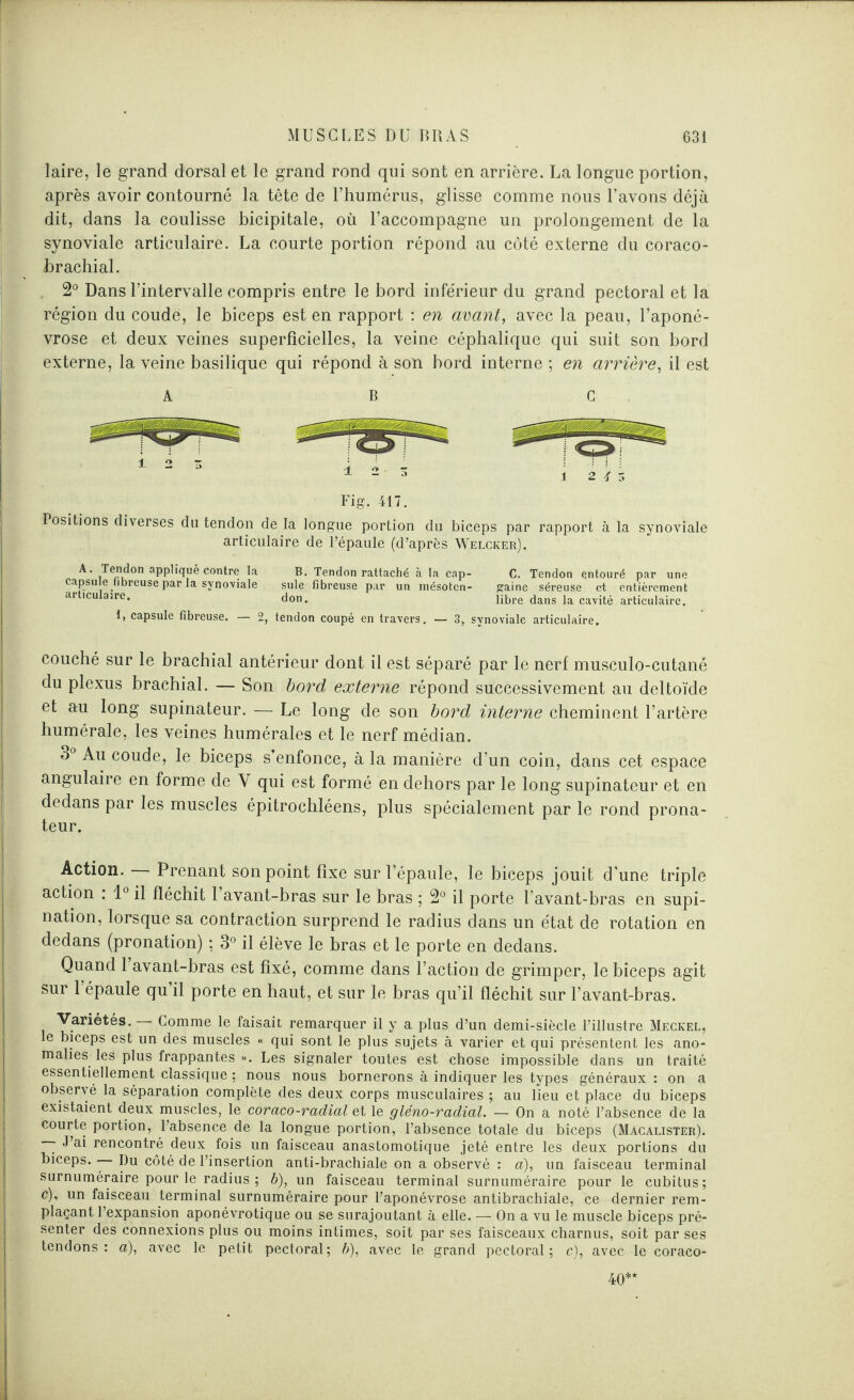 laire, le grand dorsal et le grand rond qui sont en arrière. La longue portion, après avoir contourné la tête de l’humérus, glisse comme nous l’avons déjà dit, dans la coulisse bicipitale, où l’accompagne un prolongement de la synoviale articulaire. La courte portion répond au côté externe du coraco- brachial. 2° Dans l’intervalle compris entre le bord inférieur du grand pectoral et la région du coudé, le biceps est en rapport : en avant, avec la peau, l’aponé¬ vrose et deux veines superficielles, la veine céphalique qui suit son bord externe, la veine basilique qui répond à son bord interne ; en arrière, il est AB C Fig. 417. Positions diverses du tendon de la longue portion du biceps par rapport à la synoviale articulaire de l’épaule (d’après Welcker). A • Tendon appliqué contre la B. Tendon rattaché à la cap- C. Tendon entouré par une capsule fibreuse par la synoviale suie fibreuse par un mésotcn- gaine séreuse et entièrement ar îcuiaire. don. libre ,jans ja caYité articulaire. 1, capsule fibreuse. — 2, tendon coupé en travers. — 3, synoviale articulaire. couché sur le brachial antérieur dont il est séparé par le nerf musculo-cutané du plexus brachial. — Son bord externe répond successivement au deltoïde et au long supinateur. — Le long de son bord interne cheminent l’artère humérale, les veines humérales et le nerf médian. o Au coude, le biceps s’enfonce, à la manière d’un coin, dans cet espace angulaire en forme de V qui est formé en dehors par le long supinateur et en dedans par les muscles épitrochléens, plus spécialement par le rond prona- teur. Action. Prenant son point fixe sur l’épaule, le biceps jouit d'une triple action : 1° il fléchit l’avant-bras sur le bras ; 2° il porte l’avant-bras en supi¬ nation, lorsque sa contraction surprend le radius dans un état de rotation en dedans (pronation) ; 3° il élève le bras et le porte en dedans. Quand 1 avant-bras est fixé, comme dans l’action de grimper, le biceps agit sur 1 épaule qu il porte en haut, et sur le bras qu’il fléchit sur l’avant-bras. Variétés. Comme le faisait remarquer il y a plus d’un demi-siècle l’illustre Meckel, le biceps est un des muscles « qui sont le plus sujets à varier et qui présentent les ano¬ malies les plus frappantes ». Les signaler toutes est chose impossible dans un traité essentiellement classique ; nous nous bornerons à indiquer les types généraux : on a observé la séparation complète des deux corps musculaires ; au lieu et place du biceps existaient deux muscles, le coraco-radial et le gléno-radial. — On a noté l’absence de la courte portion, l’absence de la longue portion, l’absence totale du biceps (Macalister). —‘ 'ùai rencontré deux fois un faisceau anastomotique jeté entre les deux portions du biceps. — Du côté de l’insertion anti-brachiale on a observé : a), un faisceau terminal surnuméraire pour le radius ; b), un faisceau terminal surnuméraire pour le cubitus; c), un faisceau terminal surnuméraire pour l’aponévrose antibrachiale, ce dernier rem¬ plaçant l’expansion aponévrotique ou se surajoutant à elle. — On a vu le muscle biceps pré¬ senter des connexions plus ou moins intimes, soit par ses faisceaux charnus, soit par ses tendons: a), avec le petit pectoral; b), avec le grand pectoral; c), avec le coraco- 40**