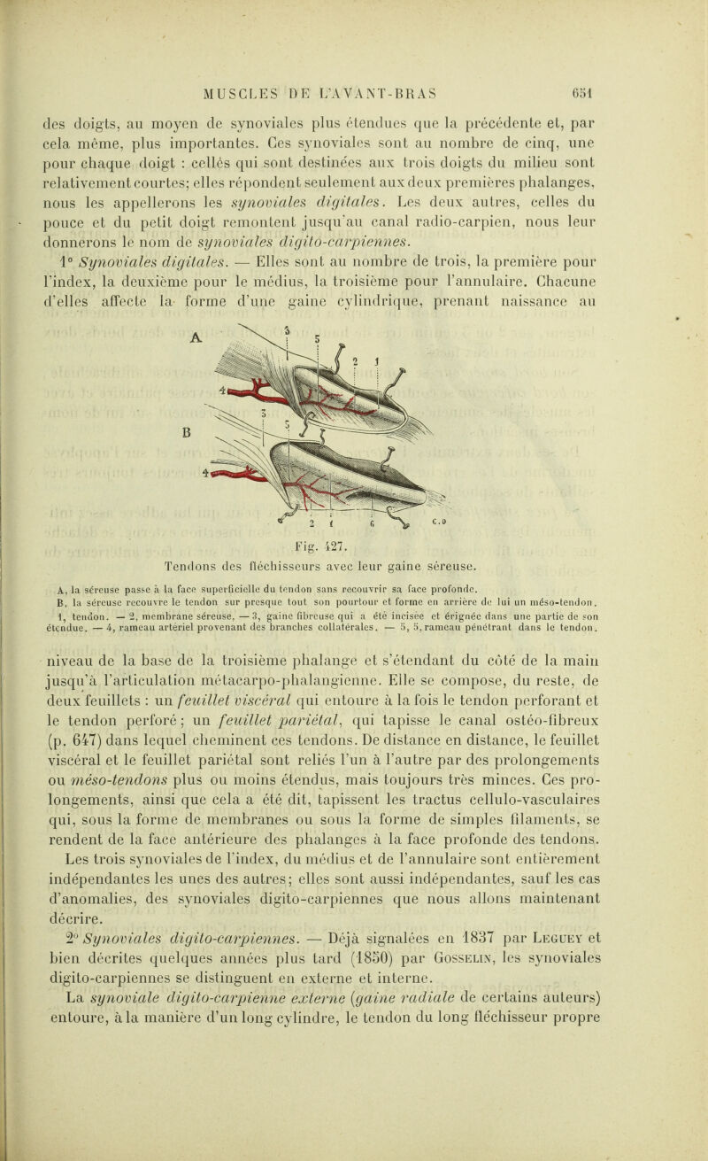 des doigts, au moyen de synoviales plus étendues que la précédente et, par cela même, plus importantes. Ces synoviales sont au nombre de cinq, une pour chaque doigt : cellès qui sont destinées aux trois doigts du milieu sont relativement courtes; elles répondent seulement aux deux premières phalanges, nous les appellerons les synoviales digitales. Les deux autres, celles du pouce et du petit doigt remontent jusqu’au canal radio-carpien, nous leur donnerons le nom de synoviales digito-carpiennes. 1° Synoviales digitales. — Elles sont au nombre de trois, la première pour l’index, la deuxième pour le médius, la troisième pour l’annulaire. Chacune d’elles affecte la forme d’une gaine cylindrique, prenant naissance au Fig. 427. Tendons des fléchisseurs avec leur gaine séreuse. A, la séreuse passe à la face superficielle du tendon sans recouvrir sa face profonde. B, la séreuse recouvre le tendon sur presque tout son pourtour et forme en arrière de lui un méso-tendon. 1, tendon. —2, membrane séreuse,—3, gaine fibreuse qui a été incisée et érignée dans une partie de son étendue. — 4, rameau artériel provenant des branches collatérales. — 5, 5,rameau pénétrant dans le tendon. niveau de la base de la troisième phalange et s’étendant du côté de la main jusqu’à l’articulation métacarpo-phalangienne. Elle se compose, du reste, de deux feuillets : un feuillet viscéral qui entoure à la fois le tendon perforant et le tendon perforé ; un feuillet pariétal, qui tapisse le canal ostéo-fibreux (p. 647) dans lequel cheminent ces tendons. De distance en distance, le feuillet viscéral et le feuillet pariétal sont reliés l’un à l’autre par des prolongements ou méso-tendons plus ou moins étendus, mais toujours très minces. Ces pro¬ longements, ainsi que cela a été dit, tapissent les tractus cellulo-vasculaires qui, sous la forme de membranes ou sous la forme de simples filaments, se rendent de la face antérieure des phalanges à la face profonde des tendons. Les trois synoviales de l’index, du médius et de l’annulaire sont entièrement indépendantes les unes des autres ; elles sont aussi indépendantes, sauf les cas d’anomalies, des synoviales digito-carpiennes que nous allons maintenant décrire. 2° Synoviales digito-carpiennes. — Déjà signalées en 1837 par Leguey et bien décrites quelques années plus tard (1850) par Gosselin, les synoviales digito-carpiennes se distinguent en externe et interne. La synoviale digito-carpienne externe (gaine radiale de certains auteurs) entoure, à la manière d’un long cylindre, le tendon du long fléchisseur propre