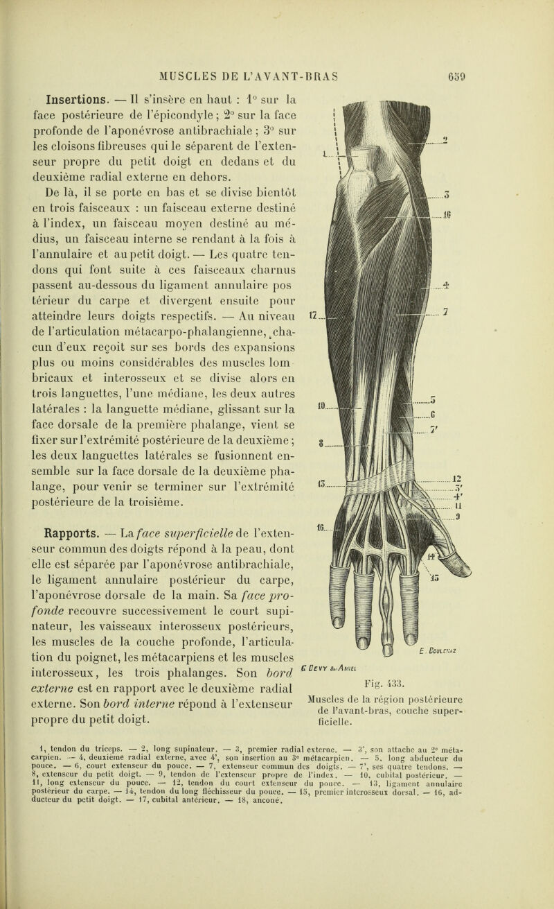 Insertions. — Il s’insère en haut : 1° sur la face postérieure de l’épicondyle ; 2° sur la face profonde de l’aponévrose antibrachiale ; 3° sur les cloisons fibreuses qui le séparent de l’exten¬ seur propre du petit doigt en dedans et du deuxième radial externe en dehors. De là, il se porte en bas et se divise bientôt en trois faisceaux : un faisceau externe destiné à l’index, un faisceau moyen destiné au mé¬ dius, un faisceau interne se rendant à la fois à l’annulaire et au petit doigt.— Les quatre ten¬ dons qui font suite à ces faisceaux charnus passent au-dessous du ligament annulaire pos térieur du carpe et divergent ensuite pour atteindre leurs doigts respectifs. — Au niveau de l’articulation métacarpo-phalangienne, tcha¬ cun d’eux reçoit sur ses bords des expansions plus ou moins considérables des muscles lom bricaux et interosseux et se divise alors en trois languettes, l’une médiane, les deux autres latérales : la languette médiane, glissant sur la face dorsale de la première phalange, vient se fixer sur l’extrémité postérieure de la deuxième ; les deux languettes latérales se fusionnent en¬ semble sur la face dorsale de la deuxième pha¬ lange, pour venir se terminer sur l’extrémité postérieure de la troisième. Rapports. — La face superficielle de l’exten¬ seur commun des doigts répond à la peau, dont elle est séparée par l’aponévrose antibrachiale, le ligament annulaire postérieur du carpe, l’aponévrose dorsale de la main. Sa face pro¬ fonde recouvre successivement le court supi¬ nateur, les vaisseaux interosseux postérieurs, les muscles de la couche profonde, l’articula¬ tion du poignet, les métacarpiens et les muscles interosseux, les trois phalanges. Son bord externe est en rapport avec le deuxième radial externe. Son bord interne répond à l’extenseur propre du petit doigt. Fig. 433. Muscles de la région postérieure de l’avant-bras, couche super¬ ficielle. 1, tendon du triceps. — 2, long supinateur. — 3, premier radial externe. — 3', son attache au 2° méta¬ carpien. — 4, deuxième radial externe, avec 4’, son insertion au 3° métacarpien. — 5. long abducteur du pouce. — 6, court extenseur du pouce. — 7,' extenseur commun des doigts. — 7’, ses quatre tendons. — 8, extenseur du petit doigt. — 9, tendon de l’extenseur propre de l’index. — 10, cubital postérieur. — 11, long extenseur du pouce. — 12, tendon du court extenseur du pouce. — 13, ligament annulaire postérieur du carpe. — 14, tendon du long fléchisseur du pouce. — 15, premier interosseux dorsal. — 16, ad¬ ducteur du petit doigt. — 17, cubital antérieur. — 18, anconé.