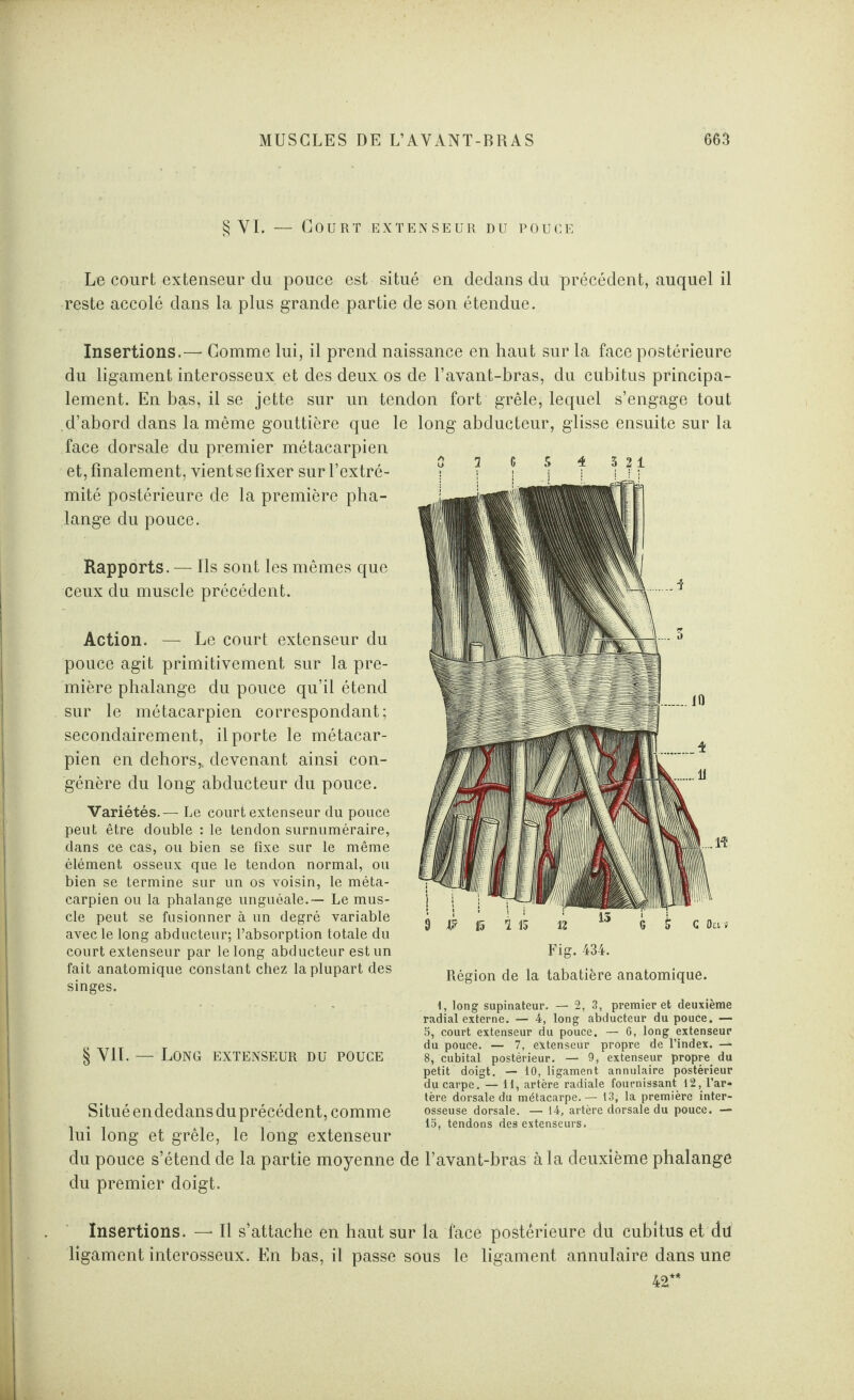 § VI. — Court extenseur du pouce Le court extenseur du pouce est situé en dedans du précédent, auquel il reste accolé dans la plus grande partie de son étendue. Insertions.—* Gomme lui, il prend naissance en haut sur la face postérieure du ligament interosseux et des deux os de l’avant-bras, du cubitus principa¬ lement. En bas, il se jette sur un tendon fort grêle, lequel s’engage tout cl’abord dans la même gouttière que le face dorsale du premier métacarpien et, finalement, vientse fixer sur l’extré¬ mité postérieure de la première pha¬ lange du pouce. Rapports. — Ils sont les mêmes que ceux du muscle précédent. Action. — Le court extenseur du pouce agit primitivement sur la pre¬ mière phalange du pouce qu’il étend sur le métacarpien correspondant; secondairement, il porte le métacar¬ pien en dehors,, devenant ainsi con¬ génère du long abducteur du pouce. Variétés.— Le court extenseur du pouce peut être double : le tendon surnuméraire, dans ce cas, ou bien se fixe sur le même élément osseux que le tendon normal, ou bien se termine sur un os voisin, le méta¬ carpien ou la phalange unguéale.— Le mus¬ cle peut se fusionner à un degré variable avec le long abducteur; l’absorption totale du court extenseur par le long abducteur est un fait anatomique constant chez la plupart des singes. long abducteur, glisse ensuite sur la Fig. 434. Région de la tabatière anatomique. 1, long supinateur. — 2, 3, premier et deuxième radial externe. — 4, long abducteur du pouce. — 5, court extenseur du pouce. — 6, long extenseur du pouce. — 7, extenseur propre de l’index. — § Vil. — LONG EXTENSEUR DU POUCE 8, cubital postérieur. — 9, extenseur propre du petit doigt. — 10, ligament annulaire postérieur du carpe. — 11, artère radiale fournissant 12, l’ar¬ tère dorsale du métacarpe.— 13, la première inter- Situéendedans du précédent, comme osseuse dorsale. — 14, artère dorsale du pouce. — . . t îii 15, tendons des extenseurs. lui long et grele, le long extenseur du pouce s’étend de la partie moyenne de l’avant-bras à la deuxième phalange du premier doigt. Insertions. — Il s’attache en haut sur la face postérieure du cubitus et du ligament interosseux. En bas, il passe sous le ligament annulaire dans une 42**