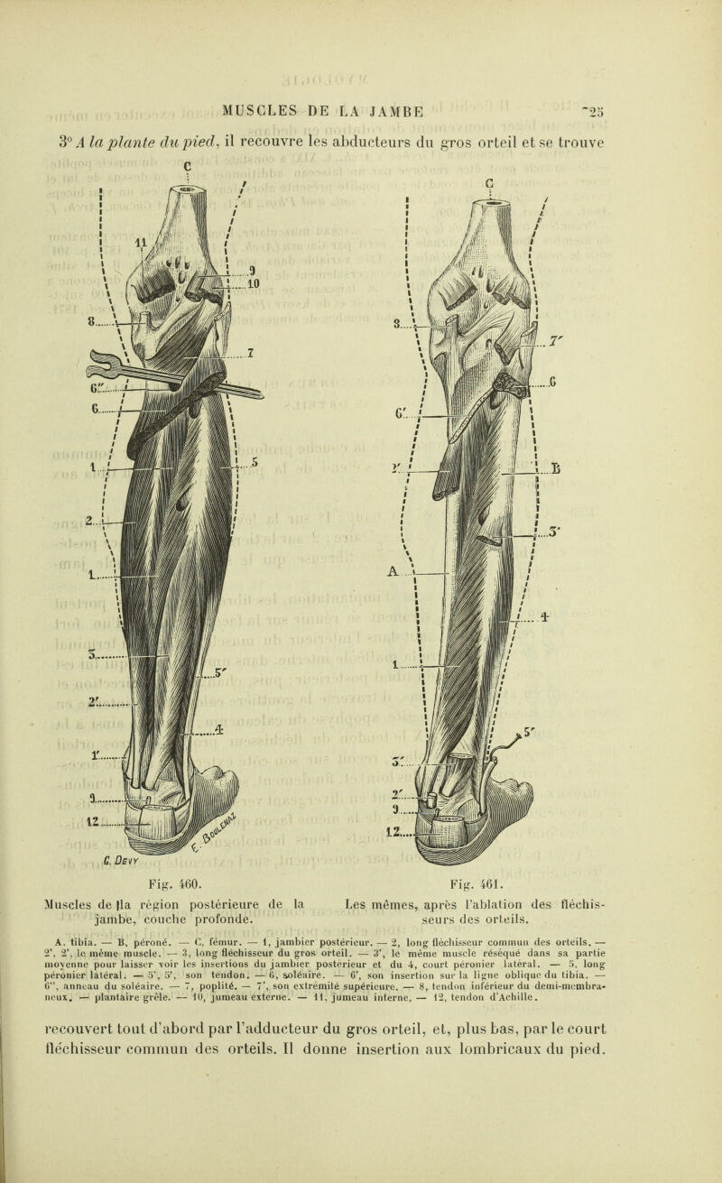 3° A la plante du pied, il recouvre les abducteurs du gros orteil et se trouve ç Fig. 460. Fig. 461. Muscles de |la région postérieure de la Les mêmes, après l’ablation des fléchis- jambe, couche profonde. seurs des orteils. A. tibia. — B, péroné. — C, fémur. — 1, jambier postérieur. — 2, long fléchisseur commun des orteils. — 2’. 2’. le même muscle. — 3, long fléchisseur du gros orteil. — 3’, le même muscle réséqué dans sa partie moyenne pour laisser voir les insertions du jambier postérieur et du 4, court péronier latéral. — 5. long péronier latéral. — 5’, 5’, son tendon. —6, soléaire. — 6’, son insertion sur la ligne oblique du tibia. — 6”, anneau du soléaire. — 7, poplité. — 7', son extrémité supérieure. — 8, tendon inférieur du demi-membra¬ neux. — plantaire grêle. — 10, jumeau externe. — 11, jumeau interne, — 12, tendon d'Achille. recouvert tout d’abord par l’adducteur du gros orteil, et, plus bas, par le court fle'chisseur commun des orteils. Il donne insertion aux lombricaux du pied.