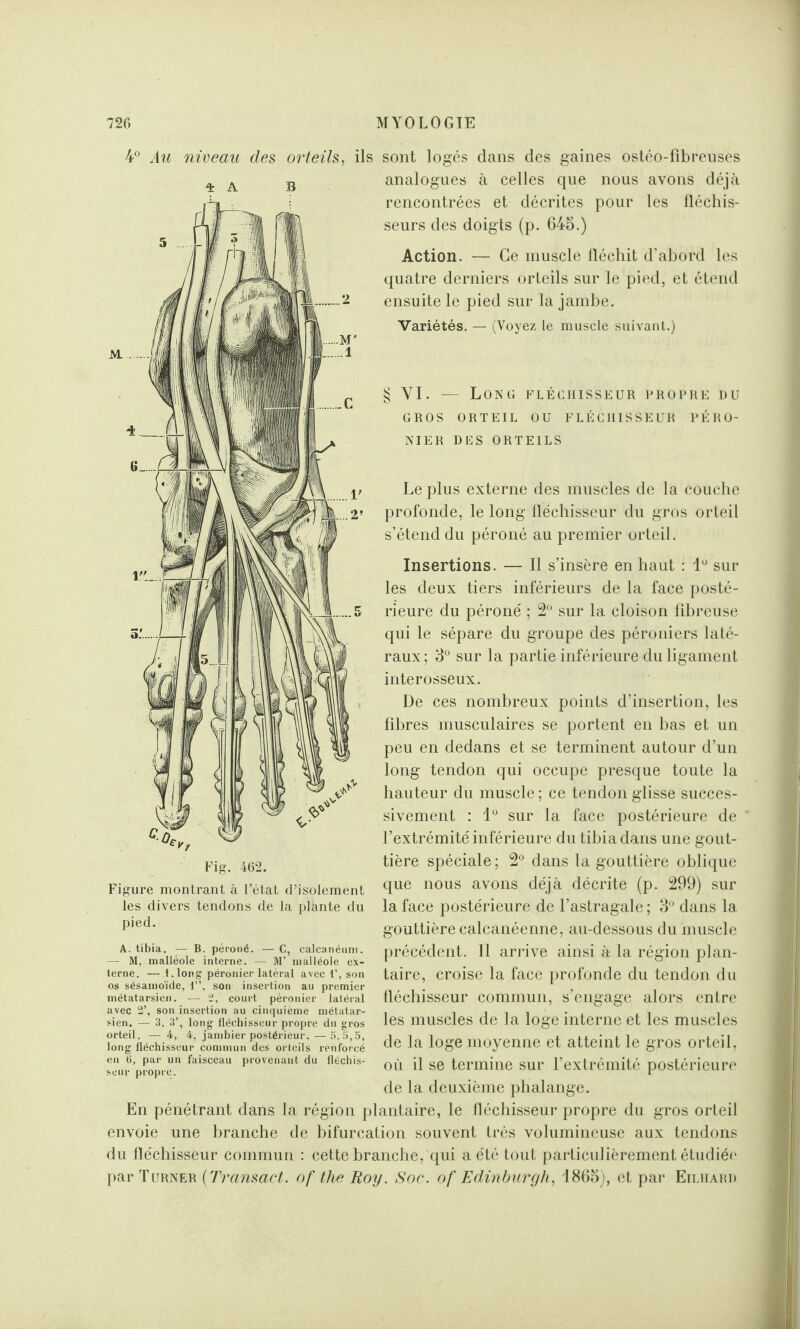 4° Au niveau des orteils. * A ils sont logés dans des gaines ostéo-fibreuses analogues M. à celles que nous avons déjà rencontrées et décrites pour les fléchis¬ seurs des doigts (p. 645.) Action. — Ce muscle fléchit d’abord les quatre derniers orteils sur le pied, et étend ensuite le pied sur la jambe. Variétés. — (Voyez le muscle suivant.) VI. — Long fléchisseur propre du GROS ORTEIL OU FLÉCHISSEUR PÉRO¬ NIER DES ORTEILS Le plus externe des muscles de la couche profonde, le long fléchisseur du gros orteil s’étend du péroné au premier orteil. Insertions. — Il s’insère en haut : 1° sur les deux tiers inférieurs de la face posté¬ rieure du péroné ; 2° sur la cloison fibreuse qui le sépare du groupe des péroniers laté¬ raux ; 3° sur la partie inférieure du ligament interosseux. De ces nombreux points d’insertion, les fibres musculaires se portent en bas et un peu en dedans et se terminent autour d’un long tendon qui occupe presque toute la hauteur du muscle ; ce tendon glisse succes¬ sivement : 1° sur la face postérieure de l’extrémité inférieure du tibia dans une gout¬ tière spéciale ; 2° dans la gouttière oblique que nous avons déjà décrite (p. 299) sur la face postérieure de l’astragale ; 3° dans la gouttière calcanéenne, au-dessous du muscle précédent. Il arrive ainsi à la région plan¬ taire, croise la face profonde du tendon du fléchisseur commun, s’engage alors entre les muscles de la loge interne et les muscles de la loge moyenne et atteint le gros orteil, où il se termine sur l’extrémité postérieure de la deuxième phalange. En pénétrant dans la région plantaire, le fléchisseur propre du gros orteil envoie une branche de bifurcation souvent très volumineuse aux tendons du fléchisseur commun : cette branche, qui a été tout particulièrement étudiée par Turner (Transact. of the Roy. Soc. of Edinburgli, 1865), et par Eilhard Fig. 462. Figure montrant à Fétat d’isolement les divers tendons de la plante du pied. A. tibia. — B. péroné. — C, calcanéum. — M, malléole interne. — M’ malléole ex¬ terne. — f.long péronier latéral avec 1’, son os sésamoïde, 1”, son insertion au premier métatarsien. — 2, court péronier latéral avec 2’, son insertion au cinquième métatar¬ sien. — 3. 3’, long fléchisseur propre du gros orteil. — 4, 4, jambier postérieur. —5.5,5, long fléchisseur commun des orteils renforcé en 6, par un faisceau provenant du fléchis¬ seur propre.