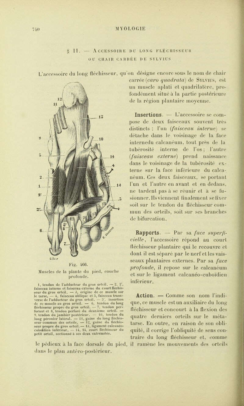 § I ï . — A CCESSOIRE OU CHAIR CAR L’accessoire du long fléchisseur, qu Fig. 466. Muscles de la plante du pied, couche profonde. 1, tendon de l’adducteur du gros orteil. — 2, 2’, faisceau interne et faisceau externe du court fléchis¬ seur du gros orteil. — 3, origine de ce muscle sur le tarse. — 4, faisceau oblique et 5, faisceau trans¬ verse de l’adducteur du gros orteil. — 5’, insertion de ce muscle au gros orteil. — 6, tendon du long fléchisseur propre du gros orteil. — 7, tendon per¬ forant et 8, tendon perforé du deuxième orteil. — U, tendon du jambier postérieur. — 10, tendon du long péronier latéral. — 11, gaine du long fléchis¬ seur commun des orteils. — 12, gaine du fléchis¬ seur propre du gros orteil.— 13, ligament calcanéo- cuboïdien inférieur. — 14, 14, court fléchisseur du petit orteil, sectionné à ses deux extrémités. le pédieux à la face dorsale du pied, dans le plan antéro-postérieur. DU LONG FLÉCHISSEUR RÉE DE SYLVIUS on désigne encore sous le nom de chair carrée (caro quadrata) de Sylvius, est un muscle aplati et quadrilatère, pro¬ fondément situé à la partie poste'rieure de la région plantaire moyenne. Insertions. — L’accessoire se com¬ pose de deux faisceaux souvent très distincts : l’un [faisceau interne) se détache dans le voisinage de la face internedu calcanéum, tout près de la tubérosité interne de l’os ; l’autre [faisceau externe) prend naissance dans le voisinage de la tubérosité ex¬ terne sur la face inférieure du calca¬ néum. Ces deux faisceaux, se portant l’un et l’autre en avant et en dedans, ne tardent pas à se réunir et à se fu¬ sionner. Ils viennent finalement se fixer soit sur le tendon du fléchisseur com¬ mun des orteils, soit sur ses branches de bifurcation. Rapports. — Par sa face superfi¬ cielle, l’accessoire répond au court fléchisseur plantaire qui le recouvre et dont il est séparé par le nerf et les vais¬ seaux plantaires externes. Par sa face profonde, il repose sur le calcanéum et sur le ligament calcanéo-cuboïdien inférieur. Action. — Gomme son nom l’indi¬ que, ce muscle est un auxiliaire du long- fléchisseur et concourt à la flexion des quatre derniers orteils sur le méta¬ tarse. En outre, en raison de son obli¬ quité, il corrige l’obliquité de sens con¬ traire du long fléchisseur et, comme il ramène les mouvements des orteils