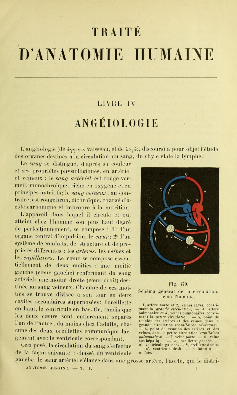 D'ANATOMIE HUMAINE LIVRE IV ANGÉIOLOGIE G L'angéiologie (de ày^sTov, vaisseau, et de Xo^oç, discours) a pour objet l'étude des organes destinés a la circulation du sang, du chyle et de la lymphe. Le sang se distingue, d'après sa couleur et ses propriétés physiologiques, en artériel et veineux : le sang artériel est rouge ver- meil, monochroïque, riche en oxygène et en principes nutritifs; le sang veineux, au con- traire, est rouge brun, dichroïque, chargé d'a- cide carbonique et impropre à la nutrition. L'appareil dans lequel il circule et qui atteint chez l'homme son plus haut degré de perfectionnement, se compose : 1° d'un organe central d'impulsion, le cœur; 2° d'un système de conduits, de structure et de pro- priétés différentes : les artères, les veines et les capillaires. Le cœur se compose essen- tiellement de deux moitiés : une moitié gauche (cœur gauche) renfermant du sang artériel ; une moitié droite (cœur droit) des- tinée au sang veineux. Chacune de ces moi- tiés se trouve divisée à son tour en deux cavités secondaires superposées: l'oreillette en haut, le ventricule en bas. Or, tandis que les deux cœurs sont entièrement séparés l'un de l'autre, du moins chez l'adulte, cha- cune des deux oreillettes communique lar- gement avec le ventricule correspondant. Ceci posé, la circulation du sang s'effectue de la façon suivante : chassé du ventricule gauche, le sang artériel s'élance dans une grosse artère, l'aorte, qui le distri ANATOMIE HUMAINE. — T. II. 1 Fig. 470. Schéma général de la circulation, chez l'homme. 1, artère aorte et 2, veines caves, consti- tuant la grande circulation. — 3, artère pulmonaire et 4, veines pulmonaires, consti- tuant la petite circulation. — 5, point de réunion des artères et des veines dans la grande circulation {capillaires généraux). — 6, point de réunion des artères et des veines, dans la petite circulation (capillaires pulmonaires). — 7, veine porte. — 8, veine sus-hépatique. — a, oreillette gauche. — a\ ventricule gauche. — 6, oreillette droite. — 6', ventricule droit. — c. intestin. — d, foie.