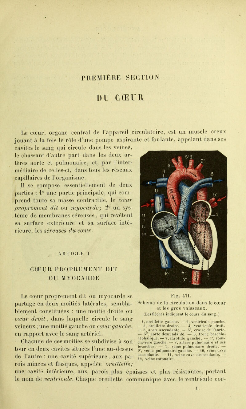 PREMIÈRE SECTION DU CŒUR Le cœur, organe central de l'appareil circulatoire, est un muscle creux jouant à la fois le rôle d'une pompe aspirante et foulante, appelant dans ses cavités le sang qui circule dans les veines, le chassant d'autre part dans les deux ar- tères aorte et pulmonaire, et, par l'inter- médiaire de celles-ci, dans tous les réseaux capillaires de l'organisme. Il se compose essentiellement de deux parties : 1° une partie principale, qui com- prend toute sa niasse contractile, le cœur proprement dit ou myocarde; ï2'J un sys- tème de membranes séreuses, qui revêtent sa surface extérieure et sa surface inté- rieure, les séreuses du cœur. ARTICLE I COEUR PROPREMENT DIT OU MYOCARDE Le cœur proprement dit ou myocarde se partage en deux moitiés latérales, sembla- blement constituées : une moitié droite ou cœur droit, dans laquelle circule le sang veineux ; une moitié gauche ou cœur gauche, en rapport avec le sang artériel. Chacune de ces moitiés se subdivise à son tour en deux cavités situées l'une au-dessus de l'autre : une cavité supérieure, aux pa- rois minces et flasques, appelée oreillette; une cavité inférieure, aux parois plus épaisses et plus résistantes, portant le nom de ventricule. Chaque oreillette communique avec le ventricule cor- Fig. 471. Schéma de la circulation dans le cœur et les gros vaisseaux. (Les flèches indiquent le cours du sang.) 1, oreillette gauche. — 2, ventricule gauche — 3, oreillette droite. — 4, ventricule droit — 5, aorte ascendante. — 5', croi-se de l'aorte — o. aorte descendante. — 0. tronc brachio céphalique. — 7, carotide gauche. — 7', sous clavière gauche. — 8, artère pulmonaire et ses branches. — !), veine pulmonaire droite. — 9', \eine pulmonaire gauche. — 10, veine cave ascendante. — 11, veine cave descendante. — 12, -veine coronaire.