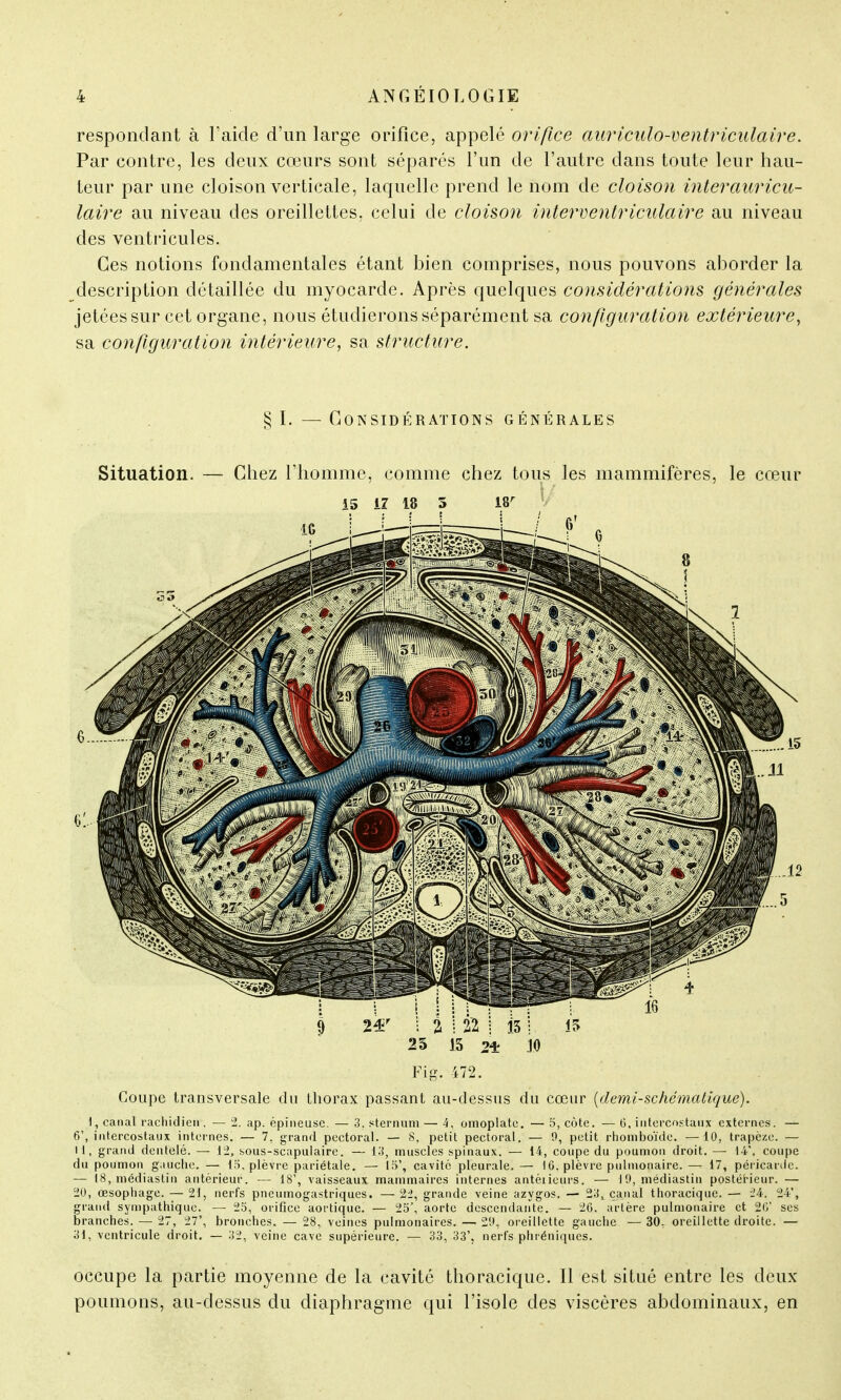respondant à l'aide d'un large orifice, appelé orifice auriculo-ventriculaire. Par contre, les deux cœurs sont séparés l'un de l'autre dans toute leur hau- teur par une cloison verticale, laquelle prend le nom de cloison interauricu- laire au niveau des oreillettes, celui de cloison intervenir'iculaire au niveau des ventricules. Ces notions fondamentales étant bien comprises, nous pouvons aborder la description détaillée du myocarde. Après quelques considérations générales jetées sur cet organe, nous étudierons séparément sa configuration extérieure, sa configuration intérieure, sa structure. § I. — Considérations générales Situation. — Chez l'homme, comme chez tous les mammifères, le cœur 25 15 2± 10 Fig. 472. Coupe transversale du thorax passant au-dessus du cœur {demi-schématique). i, canal rachidicn . — 2. ap. épineuse. — 3. sternum — 4, omoplate. — 5, côte. — 6, intercostaux externes. — 6', intercostaux internes. — 7. grand pectoral. — 8, petit pectoral. — 9, petit rhomboïde. —10, trapèze. — 11, grand dentelé. — 12, sous-scapulaire. — 13, muscles spinaux. — 14, coupe du poumon droit. — 14', coupe du poumon g.iuclie. — 15, plèvre pariétale. — 15', cavité pleurale. — 16. plèvre pulmonaire. — 17, péricarde. — 18, médiastin antérieur. — 18', vaisseaux mammaires internes antéiieurs. — 19, médiastin postérieur. — 20, œsophage. — 21, nerfs pneumogastriques. — 22, grande veine azygos. — 23t canal thoracique. — 24. 24', grand sympathique. — 25, orifice aortique. — 25', aorte descendante. — 26. artère pulmonaire et 26' ses branches. — 27, 27', bronches. — 28, veines pulmonaires. — 29, oreillette gauche. — 30, oreillette droite. — 31, ventricule droit. — 32, veine cave supérieure. — 33, 33'. nerfs phréniques. occupe la partie moyenne de la cavité thoracique. Il est situé entre les deux poumons, au-dessus du diaphragme qui l'isole des viscères abdominaux, en