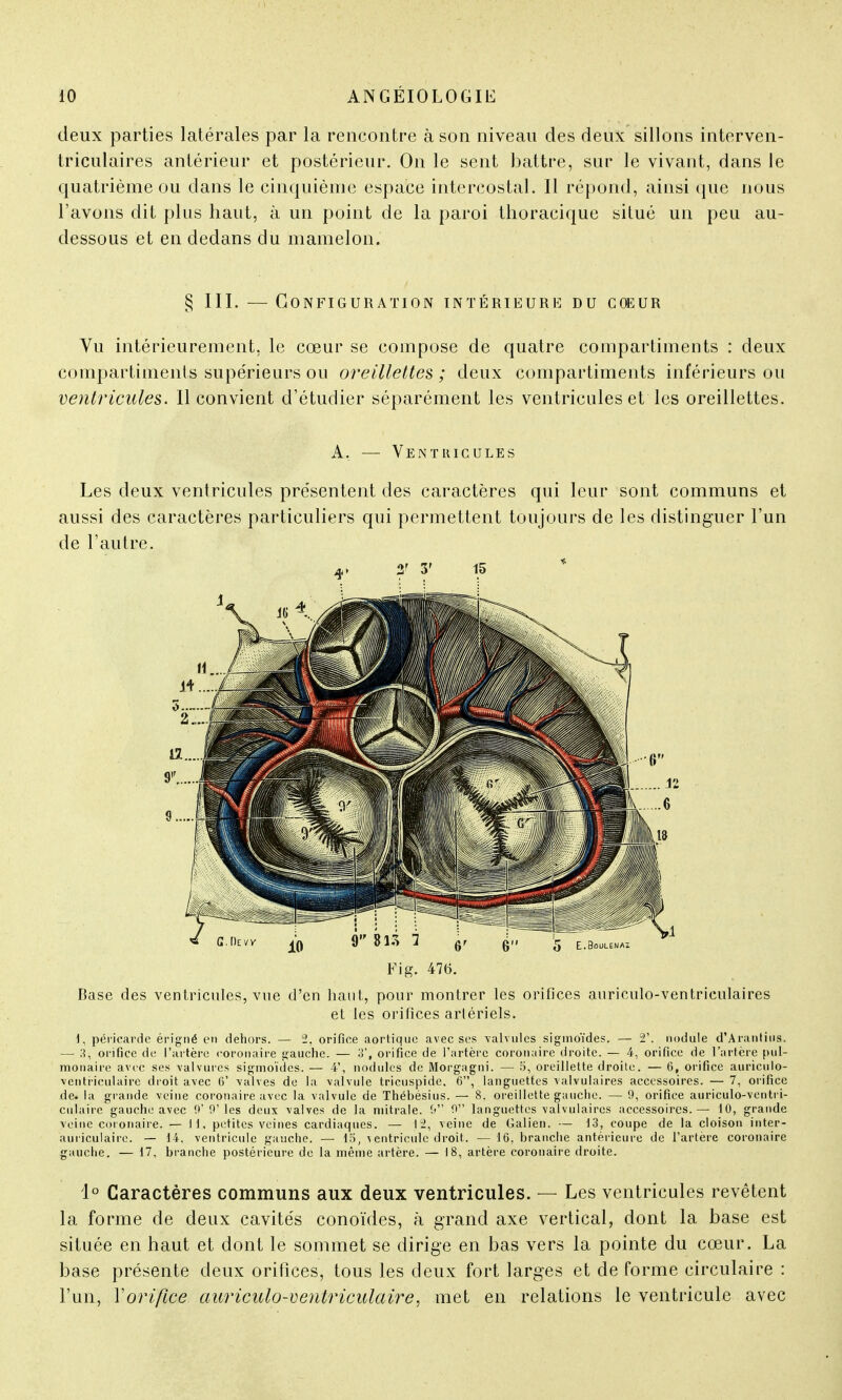 deux parties latérales par la rencontre à son niveau des deux sillons interven- triculaires antérieur et postérieur. On le sent battre, sur le vivant, dans le quatrième ou dans le cinquième espace intercostal. Il répond, ainsi que nous l'avons dit plus haut, à un point de la paroi thoracique situé un peu au- dessous et en dedans du mamelon. § III. — Configuration intérieure du coeur Vu intérieurement, le cœur se compose de quatre compartiments : deux compartiments supérieurs ou oreillettes ; deux compartiments inférieurs ou ventricules. Il convient d'étudier séparément les ventricules et les oreillettes. A, — Ventricules Les deux ventricules présentent des caractères qui leur sont communs et aussi des caractères particuliers qui permettent toujours de les distinguer l'un de l'autre. 4> 2' 3' 15 Fi g. 47(5. Base des ventricules, vue d'en liant,, pour montrer les orifices auriculo-ventriculaires et les orifices artériels. 1, péricarde érigné en dehors. — 2. orifice aortique avec ses valvules sigmoïdes. — 2'. nodule d'Arantius. — 3, orifice de l'artère coronaire gauche. — 3', orifice de l'artère coronaire droite. — 4, orifice de l'artère pul- monaire avec ses valvures sigmoïdes. — 4', nodules de Morgagni. — 5, oreillette droite. — 6, orifice auriculo- ventriculaire droit avec C -valves de la -valvule tricuspide, 6, languettes valvulaires accessoires. — 7, orifice de. la grande veine coronaire avec la valvule de Thébésius. — 8. oreillette gauche. — 0, orifice auriculo-ventri- culaire gauche avec 9' 0'les deux valves de la mitrale. 0 9 languettes valvulaires accessoires.— 10, grande veine coronaire. — 11, petites veines cardiaques. — 12, veine de Galien. — 13, coupe de la cloison inter- auriculaire. — 14, ventricule gauche. — 15, ventricule droit. — 16, branche antérieure de l'artère coronaire gauche. — 17, branche postérieure de la même artère. — 18, artère coronaire droite. 1° Caractères communs aux deux ventricules. — Les ventricules revêtent la forme de deux cavités conoïdes, à grand axe vertical, dont la base est située en haut et dont le sommet se dirige en bas vers la pointe du cœur. La base présente deux orifices, tous les deux fort larges et de forme circulaire : l'un, Xorifice auriculo-ventricidaire, met en relations le ventricule avec