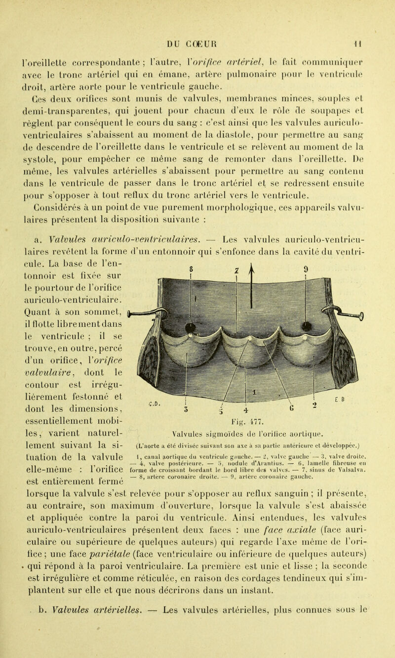l'oreillette correspondante ; l'autre, l'orifice artériel, le fait communiquer avec le tronc artériel qui en émane, artère pulmonaire pour le ventricule droit, artère aorte pour le ventricule gauche. Ces deux orifices sont munis de valvules, membranes minces, souples et demi-transparentes, qui jouent pour chacun d'eux le rôle de soupapes et règlent par conséquent le cours du sang : c'est ainsi que les valvules auriculo- ventriculaires s'abaissent au moment de la diastole, pour permettre au sang de descendre de l'oreillette dans le ventricule et se relèvent au moment de la systole, pour empêcher ce même sang de remonter dans l'oreillette. De même, les valvules artérielles s'abaissent pour permettre au sang contenu dans le ventricule de passer dans le tronc artériel et se redressent ensuite pour s'opposer à tout reflux du tronc artériel vers le ventricule. Considérés à un point de vue purement morphologique, ces appareils valvu- laires présentent la disposition suivante : a. Valvules auriculo-ventriculaires. — Les valvules auriculo-ventricu- laires revêtent la forme d'un entonnoir qui s'enfonce dans la cavité du ventri- cule. La base de l'en- tonnoir est fixée sur le pourtour de l'orifice auriculo-ventriculaire. Quant à son sommet, il flotte librement dans le ventricule ; il se trouve, en outre, percé d'un orifice, Vorifice valvulaire, dont le contour est irrégu- lièrement festonné et dont les dimensions, essentiellement mobi- les , varient naturel- lement Suivant la si- (L'aorte a été divisée suivant son axe à sa partie antérieure et développée.) tliatioil de la Valvule 1> canal aortique du ventricule g;iuche.— 2, vulve gauche — 3, valve droite. — 4, valve postérieure. — 5. nodule d'Arantius. — (i, lamelle fibreuse en elle-même : 1 Orifice forme de croissant bordant le bord libre des valves. — 7. sinus de Yalsalva. , , — 8, artère coronaire droite. — 9. artère coronaire gauche. est entièrement lerme lorsque la valvule s'est relevée pour s'opposer au reflux sanguin ; il présente, au contraire, son maximum d'ouverture, lorsque la valvule s'est abaissée et appliquée contre la paroi du ventricule. Ainsi entendues, les valvules auriculo-ventriculaires présentent deux faces : une face axiale (face auri- culaire ou supérieure de quelques auteurs) qui regarde l'axe même de l'ori- fice ; une face pariétale (face veniriculaire ou inférieure de quelques auteurs) . qui répond à la paroi ventriculaire. La première est unie et lisse ; la seconde est irrégulière et comme réticulée, en raison des cordages tendineux qui s'im- plantent sur elle et que nous décrirons dans un instant. b. Valvules artérielles. — Les valvules artérielles, plus connues sous le Fig. 477. Valvules sigmoïdes de l'orilice aortique.