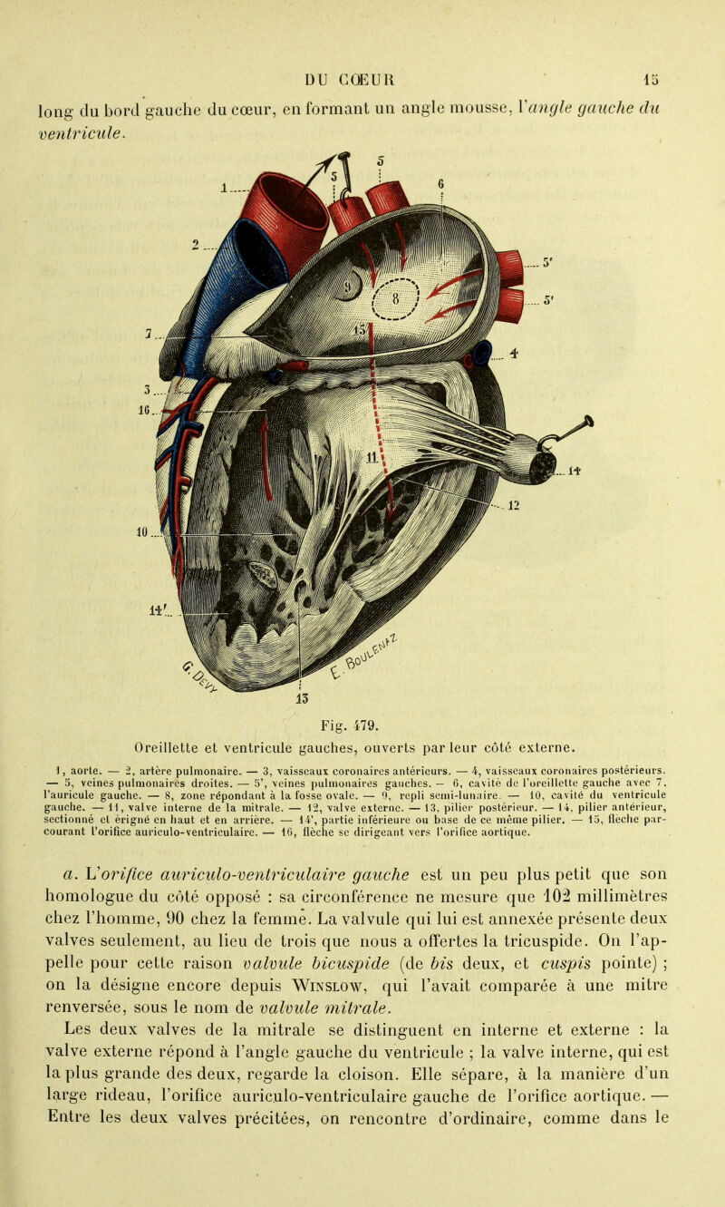 Fig. 479. Oreillette et ventricule gauches, ouverts par leur côté externe. 1, aorte. — 2, artère pulmonaire. — 3, vaisseaux coronaires antérieurs. — 4, vaisseaux coronaires postérieurs. — 5, veines pulmonaires droites. — 5', veines pulmonaires gauches. — 6, cavité de l'oreillette gauche avec 7. l'auricule gauche. — 8, zone répondant à la fosse ovale. — 0, repli semi-lunaire. — 10, cavité du ventricule gauche. — H, valve interne de la mitrale. — 12, valve externe. — 13, pilier postérieur. — 14, pilier antérieur, sectionné et érigné en haut et en arrière. — 14', partie inférieure ou base de ce même pilier. — 15, flèche par- courant l'orifice auriculo-ventriculaire. — 16, flèche se dirigeant vers l'orifice aortique. a. Vorifice auriculo-ventriculaire gauche est un peu plus petit que son homologue du côté opposé : sa circonférence ne mesure que 10:2 millimètres chez l'homme, 90 chez la femme. La valvule qui lui est annexée présente deux valves seulement, au lieu de trois que nous a offertes la tricuspide. On l'ap- pelle pour cette raison valvule bîcuspide (de bis deux, et cuspis pointe) ; on la désigne encore depuis Winslow, qui l'avait comparée à une mitre renversée, sous le nom de valvule mitrale. Les deux valves de la mitrale se distinguent en interne et externe : la valve externe répond à l'angle gauche du ventricule ; la valve interne, qui est la plus grande des deux, regarde la cloison. Elle sépare, à la manière d'un large rideau, l'orifice auriculo-ventriculaire gauche de l'orifice aortique. — Entre les deux valves précitées, on rencontre d'ordinaire, comme dans le