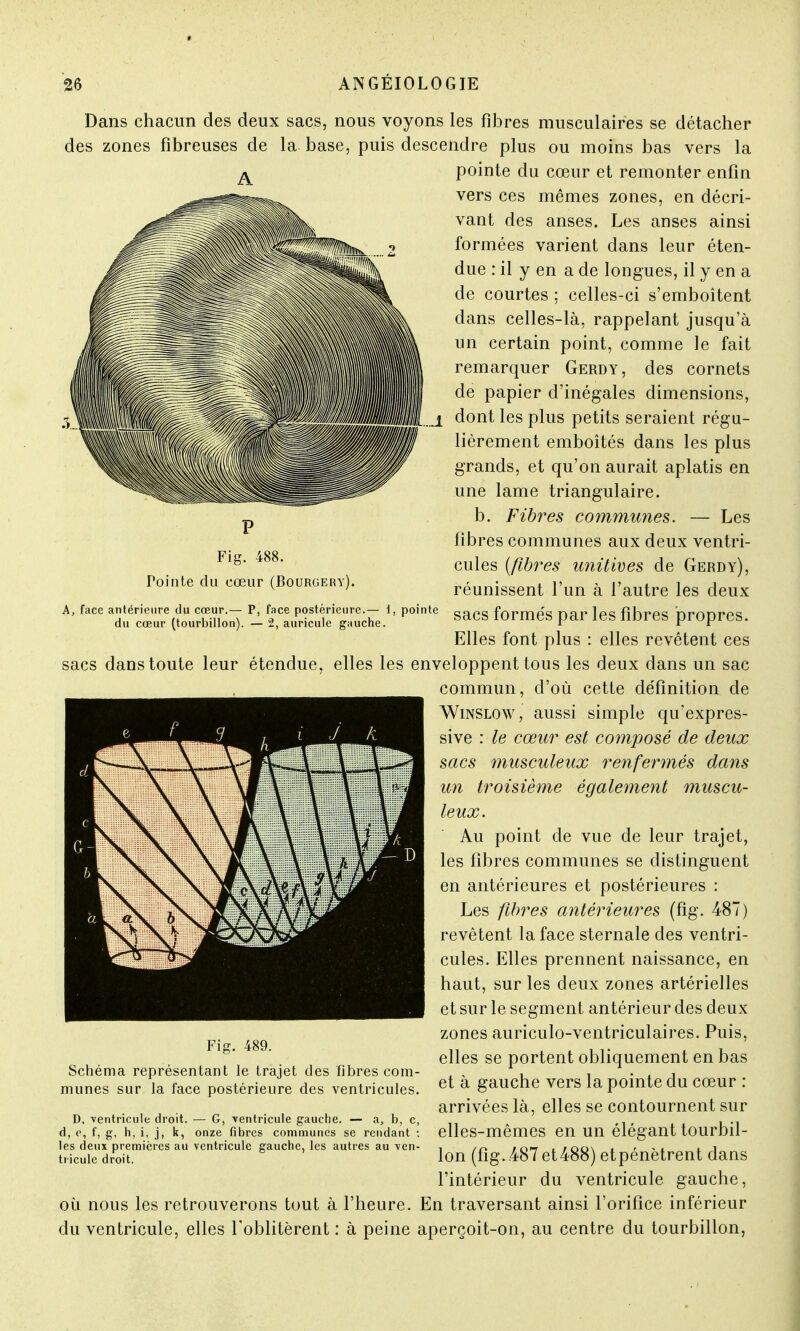 P Fig. 488. fointe du cœur (Bourgery). Dans chacun des deux sacs, nous voyons les fibres musculaires se détacher des zones fibreuses de la base, puis descendre plus ou moins bas vers la pointe du cœur et remonter enfin vers ces mêmes zones, en décri- vant des anses. Les anses ainsi formées varient dans leur éten- due : il y en a de longues, il y en a de courtes ; celles-ci s'emboîtent dans celles-là, rappelant jusqu'à un certain point, comme le fait remarquer Gerdy, des cornets de papier d'inégales dimensions, dont les plus petits seraient régu- lièrement emboîtés dans les plus grands, et qu'on aurait aplatis en une lame triangulaire. b. Fibres communes. — Les fibres communes aux deux ventri- cules (fibres unitives de Gerdy), réunissent l'un à l'autre les deux A, face antérieure du cœur.— P, face postérieure.— 1, pointe capo fY>rmP« nav 1p« fihrpc nrnnroc du cœur (tourbillon). - 2, auricule gauche. bd0b 1U1 lllt!b Pdl 16b I1UI efe ProPreS. Elles font plus : elles revêtent ces sacs dans toute leur étendue, elles les enveloppent tous les deux dans un sac commun, d'où cette définition de Winslow, aussi simple qu'expres- sive : le cœur est composé de deux sacs musculeux renfermés dans un troisième également muscu- leux. Au point de vue de leur trajet, les fibres communes se distinguent en antérieures et postérieures : Les fibres antérieures (fig. 487) revêtent la face sternale des ventri- cules. Elles prennent naissance, en haut, sur les deux zones artérielles et sur le segment antérieur des deux zones auriculo-ventriculaires. Puis, elles se portent obliquement en bas et à gauche vers la pointe du cœur : arrivées là, elles se contournent sur elles-mêmes en un élégant tourbil- lon (fig..487 et488) etpénètrent dans l'intérieur du ventricule gauche, où nous les retrouverons tout à l'heure. En traversant ainsi l'orifice inférieur du ventricule, elles l'oblitèrent : à peine aperçoit-on, au centre du tourbillon, Fig. 489. Schéma représentant le trajet des fibres com- munes sur la face postérieure des ventricules. D, ventricule droit. — G, ventricule gauche. — a, b, c, d, e, f, g, h, i, j, k, onze fibres communes se rendant : les deux premières au ventricule gauche, les autres au ven- tricule droit.
