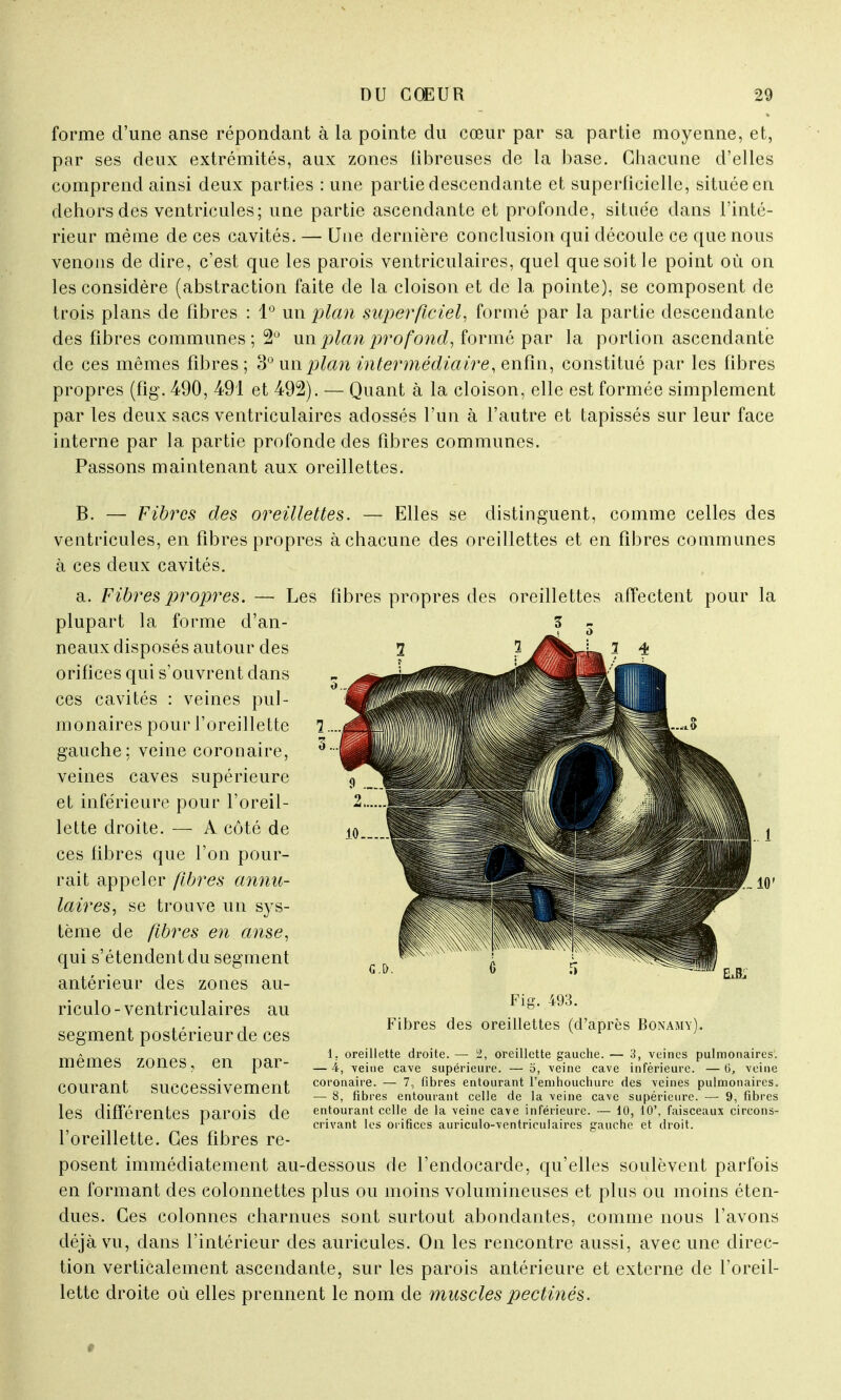 forme d'une anse répondant à la pointe du cœur par sa partie moyenne, et, par ses deux extrémités, aux zones libreuses de la base. Chacune d'elles comprend ainsi deux parties : une partie descendante et superficielle, située en dehors des ventricules; une partie ascendante et profonde, située dans l'inté- rieur même de ces cavités. — Une dernière conclusion qui découle ce que nous venons de dire, c'est que les parois ventriculaires, quel que soit le point où on les considère (abstraction faite de la cloison et de la pointe), se composent de trois plans de fibres : 1° un plan superficiel, formé par la partie descendante des fibres communes; 2° un plan profond, formé par la portion ascendante de ces mêmes fibres; 3° un plan intermédiaire, enfin, constitué par les fibres propres (fig. 490, 491 et 492). — Quant à la cloison, elle est formée simplement par les deux sacs ventriculaires adossés l'un à l'autre et tapissés sur leur face interne par la partie profonde des fibres communes. Passons maintenant aux oreillettes. B. — Fibres des oreillettes. — Elles se distinguent, comme celles des ventricules, en fibres propres à chacune des oreillettes et en fibres communes à ces deux cavités. a. Fibres propres. — Les fibres propres des oreillettes affectent pour la plupart la forme d'an- Z neaux disposés autour des orifices qui s'ouvrent dans ces cavités : veines pul- monaires pour l'oreillette gauche; veine coronaire, veines caves supérieure et inférieure pour l'oreil- lette droite. — A côté de ces fibres que l'on pour- rait appeler fibres annu- laires, se trouve un sys- tème de fibres en anse, qui s'étendent du segment antérieur des zones au- riculo-ventriculaires au segment postérieur de ces mêmes zones, en par- courant successivement les différentes parois de l'oreillette. Ces fibres re- posent immédiatement au-dessous de l'endocarde, qu'elles soulèvent parfois en formant des eolonnettes plus ou moins volumineuses et plus ou moins éten- dues. Ces colonnes charnues sont surtout abondantes, comme nous l'avons déjà vu, dans l'intérieur des auricules. On les rencontre aussi, avec une direc- tion verticalement ascendante, sur les parois antérieure et externe de l'oreil- lette droite où elles prennent le nom de muscles pectinés. Fig. 493. Fibres des oreillettes (d'après Bonamy). 1. oreillette droite. —■ 2, oreillette gauche. — 3, veines pulmonaires. — 4, veine cave supérieure. — o, veine cave inférieure. — <$, veine coronaire. — 7, fibres entourant l'enihouchure des veines pulmonaires. — 8, fibres entourant celle de la veine cave supérieure. — 9, fibres entourant celle de la veine cave inférieure. — 10, 10', faisceaux circons- crivant les orifices auriculo-ventriculaircs gauche et droit.