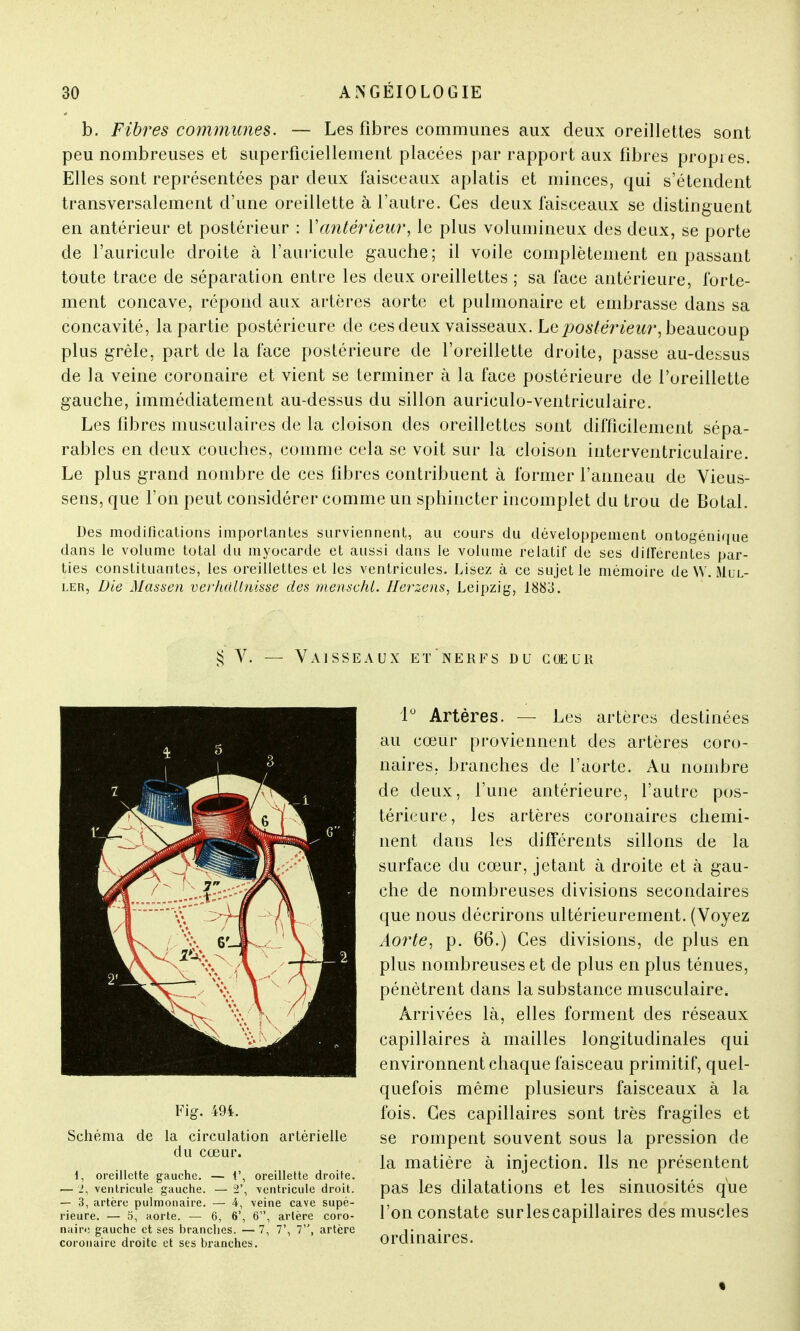 b. Fibres communes. — Les fibres communes aux deux oreillettes sont peu nombreuses et superficiellement placées par rapport aux fibres propres. Elles sont représentées par deux faisceaux aplatis et minces, qui s'étendent transversalement d'une oreillette à l'autre. Ces deux faisceaux se distinguent en antérieur et postérieur : X antérieur, le plus volumineux des deux, se porte de l'auricule droite à l'auricule gauche; il voile complètement en passant toute trace de séparation entre les deux oreillettes ; sa face antérieure, forte- ment concave, répond aux artères aorte et pulmonaire et embrasse dans sa concavité, la partie postérieure de ces deux vaisseaux. Le postérieur, beaucoup plus grêle, part de la face postérieure de l'oreillette droite, passe au-dessus de la veine coronaire et vient se terminer à la face postérieure de l'oreillette gauche, immédiatement au-dessus du sillon auriculo-ventriculaire. Les fibres musculaires de la cloison des oreillettes sont difficilement sépa- rables en deux couches, comme cela se voit sur la cloison interventriculaire. Le plus grand nombre de ces fibres contribuent à former l'anneau de Vieus- sens, que l'on peut considérer comme un sphincter incomplet du trou de Botal. Des modifications importantes surviennent, au cours du développement ontogénique dans le volume total du myocarde et aussi dans le volume relatif de ses différentes par- ties constituantes, les oreillettes et les ventricules. Lisez à ce sujet le mémoire de W. lMul- ler, Die Massen verhûllnisse des menschl. Herzens, Leipzig, 1883. § V. — Vaisseaux et'nerfs du coeur 1° Artères. — Les artères destinées au cœur proviennent des artères coro- naires, branches de l'aorte. Au nombre de deux, l'une antérieure, l'autre pos- térieure, les artères coronaires chemi- nent dans les différents sillons de la surface du cœur, jetant à droite et cà gau- che de nombreuses divisions secondaires que nous décrirons ultérieurement. (Voyez Aorte, p. 66.) Ces divisions, de plus en plus nombreuses et de plus en plus ténues, pénètrent dans la substance musculaire. Arrivées là, elles forment des réseaux capillaires à mailles longitudinales qui environnent chaque faisceau primitif, quel- quefois même plusieurs faisceaux à la fois. Ces capillaires sont très fragiles et se rompent souvent sous la pression de la matière à injection. Ils ne présentent pas les dilatations et les sinuosités que l'on constate sur les capillaires des muscles ordinaires. Fig. 494. Schéma de la circulation artérielle du cœur. 1, oreillette gauche. — V, oreillette droite. — 2, ventricule gauche. — ï\ -ventricule droit. — 3, artère pulmonaire. — 4, veine cave supé- rieure. — 5, aorte. — 6, 6', 6, artère coro- naire gauche et ses branches. — 7, 7', 7, artère coronaire droite et ses branches.