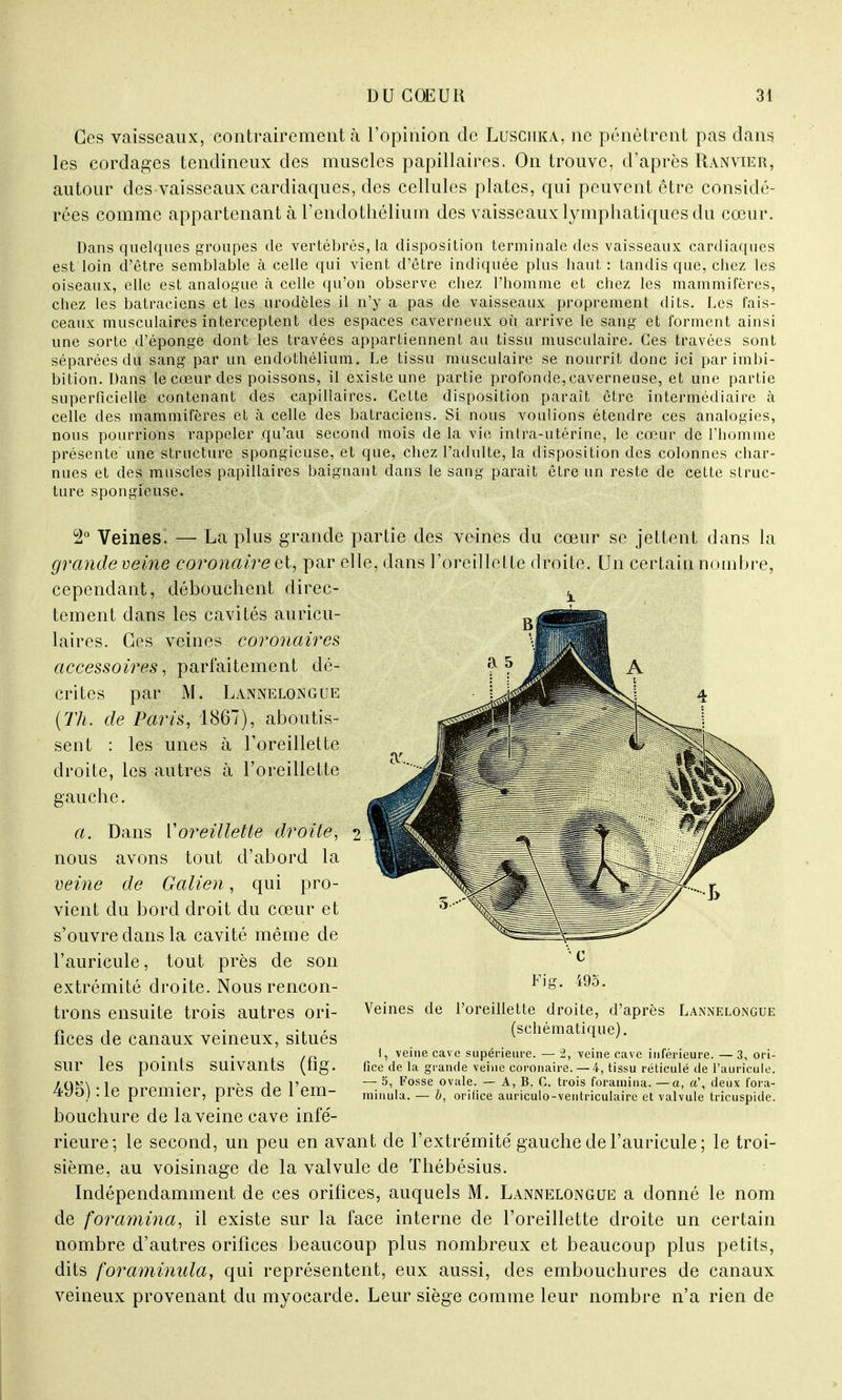 Ces vaisseaux, contrairement à l'opinion de Lusciika, ne pénètrent pas dans les cordages tendineux des muscles papillaires. On trouve, d'après Ranvier, autour des vaisseaux cardiaques, des cellules plates, qui peuvent être considé- rées comme appartenant à l'endothéliuin des vaisseaux lymphatiques du cœur. Dans quelques groupes de vertébrés, la disposition terminale des vaisseaux cardiaques est loin d'être semblable à celle qui vient d'être indiquée plus haut : tandis que, chez les oiseaux, elle est analogue à celle qu'on observe chez l'homme et chez les mammifères, chez les batraciens et les urodèles il n'y a pas de vaisseaux proprement dits. Les fais- ceaux musculaires interceptent des espaces caverneux où arrive le sang et forment ainsi une sorte d'éponge dont les travées appartiennent au tissu musculaire. Ces travées sont séparées du sang par un endothélium. Le tissu musculaire se nourrit donc ici par imbi- bition. Dans le cœur des poissons, il existe une partie profonde, caverneuse, et une partie superficielle contenant des capillaires. Cette disposition paraît être intermédiaire à celle des mammifères et à celle des batraciens. Si nous voulions étendre ces analogies, nous pourrions rappeler qu'au second mois de la vie intra-utérine, le cœur de l'homme présente une structure spongieuse, et que, chez l'adulte, la disposition des colonnes char- nues et des muscles papillaires baignant dans le sang parait être un reste de cette struc- ture spongieuse. 2° Veines. — La plus grande partie des veines du cœur se jettent dans la grande veine coronaire et, par elle, dans l'oreillette droite. Un certain nombre, cependant, débouchent direc- tement dans les cavités auricu- laires. Ces veines coronaires accessoires, parfaitement dé- crites par M. Lannelongue (Th. de Paris, 1867), aboutis- sent : les unes à l'oreillette droite, les autres à l'oreillette gauche. a. Dans Y oreillette droite, nous avons tout d'abord la veine de Galien, qui pro- vient du bord droit du cœur et s'ouvre dans la cavité même de l'auricule, tout près de son extrémité droite. Nous rencon- trons ensuite trois autres ori- fices de canaux veineux, situés sur les points suivants (fig. 495) : le premier, près de l'em- bouchure de la veine cave infé- rieure; le second, un peu en avant de l'extrémité gauche de l'auricule; le troi- sième, au voisinage de la valvule de Thébésius. Indépendamment de ces orifices, auquels M. Lannelongue a donné le nom de foramina, il existe sur la face interne de l'oreillette droite un certain nombre d'autres orifices beaucoup plus nombreux et beaucoup plus petits, dits foraminula, qui représentent, eux aussi, des embouchures de canaux veineux provenant du myocarde. Leur siège comme leur nombre n'a rien de Fig. 495. Veines de l'oreillette droite, d'après Lannelongue (schématique). \, veine cave supérieure. — 2, veine cave inférieure. — 3, ori- fice de la grande veine coronaire. — 4, tissu réticulé de l'auricule. — 5, Fosse ovale. — A, B, C, trois foramina. —a, a\ deux fora- minula. — b, orifice auriculo-ventriculaire et valvule tricuspide.