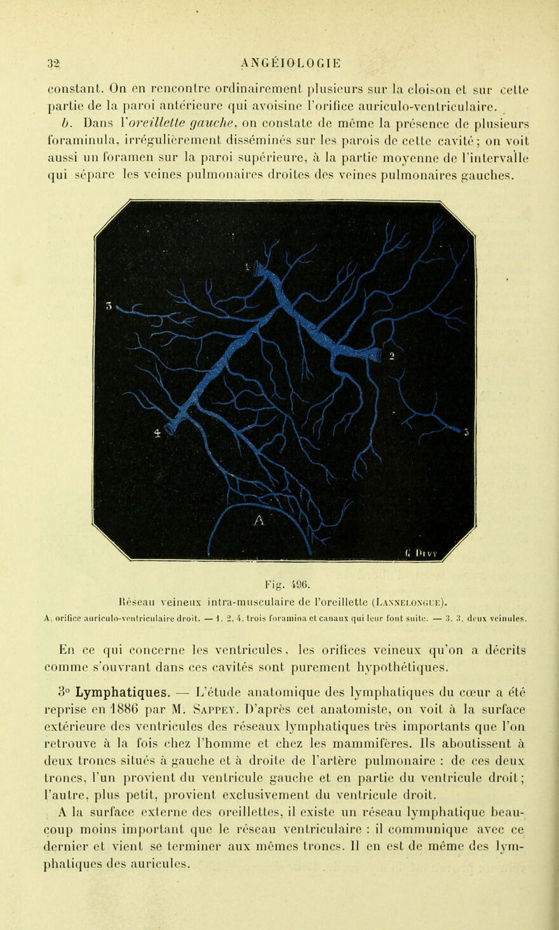 constant. On en rencontre ordinairement plusieurs sur la cloison et sur cette partie de la paroi antérieure qui avoisine l'orifice auriculo-vcntriculaire. b. Dans Y oreillette gauche, on constate de même la présence de plusieurs foraminula, irrégulièrement disséminés sur les parois de cette cavité; on voit aussi un foramen sur la paroi supérieure, à la partie moyenne de l'intervalle qui sépare les veines pulmonaires droites des veines pulmonaires gauches. Fi g. 496. Réseau veineux intra-musculaire de l'oreillette (Lannelonguk). A, orifice aiiriculo-ventricnlaire droit. — 1,2, 4, trois foramina et canaux qui leur font suite. — 3. .'i, deux veinules. En ce qui concerne les ventricules, les orifices veineux qu'on a décrits comme s'ouvrant dans ces cavités sont purement hypothétiques. 3° Lymphatiques. — L'étude anatomique des lymphatiques du cœur a été reprise en 1886 par M. Sappey. D'après cet anatomiste, on voit à la surface extérieure des ventricules des réseaux lymphatiques très importants que l'on retrouve à la fois chez l'homme et chez les mammifères. Ils aboutissent à deux troncs situés à gauche et à droite de l'artère pulmonaire : de ces deux troncs, l'un provient du ventricule gauche et en partie du ventricule droit; l'autre, plus petit, provient exclusivement du ventricule droit. A la surface externe des oreillettes, il existe un réseau lymphatique beau- coup moins important que le réseau ventriculaire : il communique avec ce dernier et vient se terminer aux mêmes troncs. Il en est de même des lym- phatiques des auricules.