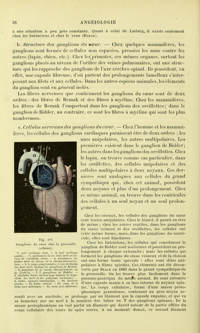 a une situation à peu près constante. Quant à celui de Ludwig, il existe seulement chez les batraciens et chez le veau (Remak). b. Structure des ganglions du sœur. — Chez quelques mammifères, les ganglions sont formés de cellules non espacées, pressées les unes contre les autres (lapin, chien, etc.). Chez les]primates, ces mêmes organes, surtout les ganglions placés au niveau de l'orifice des veines pulmonaires, ont une struc- ture qui les rapproche des ganglions de l'axe cérébro-spinal. Ils possèdent, en effet, une capsule fibreuse, d'où partent des prolongements lamelleux s'inter- posantaux filets et aux cellules. Dans les autres espèces animales, les éléments du ganglion sont en général isolés. Les fibres nerveuses que contiennent les ganglions du cœur sont de deux ordres : des fibres de Remak et des fibres à myéline. Chez les mammifères, les fibres de Remak l'emportent dans les ganglions des oreillettes ; dans le ganglion de Bidder, au contraire, ce sont les fibres à myéline qui sont les plus nombreuses. c. Cellules nerveuses des ganglions du cœur Chez l'homme et les mammi- fères, les cellules des ganglions cardiaques paraissent être de deux ordres : les unes unipolaires, les autres multipolaires. Les premières existent dans le ganglion de Bidder; les autres dans les ganglions des oreillettes. Chez le lapin, on trouve comme cas particulier, dans les oreillettes, des cellules unipolaires et des cellules multipolaires à deux noyaux. Ces der- nières sont analogues aux cellules du grand sympathique qui, chez cet animal, possèdent deux noyaux et plus d'un prolongement. Chez ce même animal, on trouve dans les ventricules des cellules à un seul noyau et un seul prolon- gement. ■ \, t... ; * 2 ji^^ Ç'fy^<Ll Fig. 408. ions du cœur chez (schéma). grenouille Chez les oiseaux, les cellules des ganglions du cœur sont toutes unipolaires. Chez le lézard, il paraît en être de même ; chez les autres reptiles, dans les ganglions du sinus veineux et des oreillettes, les cellules ont cette même forme, mais, dans les ganglions du ventri- cule, elles sont bipolaires. Chez les batraciens, les cellules qui constituent le ganglion de Bidder sont usiformes et possèdent un pro- longement à chaque extrémité ; mais les cellules qui forment les ganglions du sinus veineux et de la cloison ont une forme toute spéciale : elles sont dites uni- polaires à fibres spirales. Ces éléments ont été décou- verts par Beale en 1863 dans le grand sympathique de la grenouille. On les trouve plus facilement dans le pneumo-gastrique du mêrfîe animal. Ils sont entourés d'une capsule munie à sa face interne de noyaux apla- tis. Le corps cellulaire, formé d'une masse proto- plasmique granuleuse, contenant un gros noyau ar- rondi avec un nucléole, se prolonge par un filament que la capsule engaine, et qui va se brancher sur un nerf à la manière des tubes en T des ganglions spinaux. De la masse protoplasmique on voit partir un filament qui décrit autour de la partie effilée du corps cellulaire des tours de spire serrés. A un moment donné, ce second filament 1. nerf cardiaque droit. — 2. nerf cardiaque gauche. - - 8, anastomose de ces deux nerfs au ni- veau de l'oreillette droite. — 4. anastomose des mêmes nerfs au niveau de la cloison interauricu- laire.— 5. 5. zones ganglionnaires issues de chacun des deux nerfs, formant les ganglions de Remak. — 6, ganglions de la cloison interauriculaire ou fie Ludwig. — 7, 7, ganglions de Bidder. — 8. oreillette droite, ouverte pour montrer la dispo- sition des nerfs et des ganglions cardiaques. — 9, orifice auriculo-ventriculaire. — 10, oreillette gauche. — 11, bulbe artériel. — 12, sinus de la veine cave inférieure. — 13, veine cave inférieure.