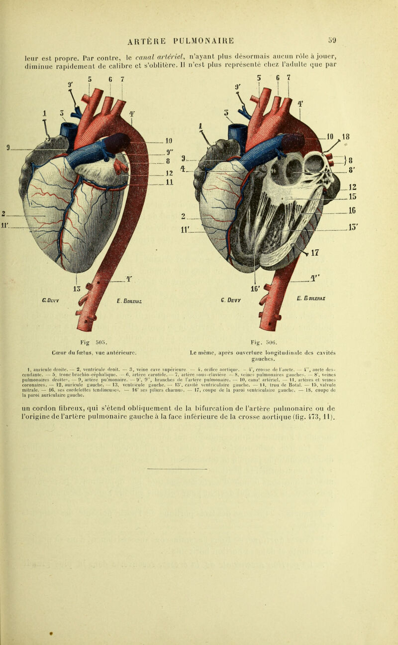 leur est propre. Tar contre, le canal artériel, n'ayant plus désormais aucun rôle à jouer, diminue rapidement de calibre et s'oblitère. Il n'est plus représenté chez l'adulte que par Fig 505. Fig. 506. Cœur du fœtus, vue antérieure. Le même, après ouverture longitudinale des cavités gauches. 1, auricule droite. — 2, ventricule droit. — 3, veine cave supérieure. — 4, orifice aortique. - 4', crosse de l'aorte. — 4, aorte des- cendante. — 5, tronc bracliio-céphalique. —fi. artère carotide. — 7. artère sous-clavière —8. veines pulmonaires gauches. — 8', veines pulmonaires droite». —9, artère pulmonaire. —<J\ 9, branches de l'artère pulmonaire. — 10, cana! artériel. — 11. artères et veines coronaires. — 12, auricule gauche. — 13, ventricule gauche. — 13', cavité ventriculaire gauche. — 11, trou de Botal. — 15, valvule mitrale. — 16, ses cordelettes tendineuses. — 16' ses piliers charnus. — 17, coupe de la paroi ventriculaire gauche. — 18, coupe de la paroi auriculaire gauche. un cordon fibreux, qui s'étend obliquement de la bifurcation de l'artère pulmonaire ou de l'origine de l'artère pulmonaire gauche à la face inférieure de la crosse aortique (fig. 473, 11).