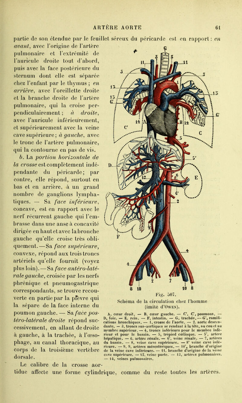 partie de son étendue par le feuillet séreux du péricarde est en rapport avant, avec l'origine de l'artère pulmonaire et l'extrémité de l'auricule droite tout d'abord, puis avec la face postérieure du sternum dont elle est séparée chez l'enfant par le thymus ; en arrière, avec l'oreillette droite et la branche droite de l'artère pulmonaire, qui la croise per- pendiculairement ; à droite, avec l'auricule inférieurement, et supérieurement avec la veine cave supérieure ; à gauche, avec le tronc de l'artère pulmonaire, qui la contourne en pas de vis. b. La portion horizontale de la crosse est complètement indé- pendante du péricarde; par contre, elle répond, surtout en bas et en arrière, à un grand nombre de ganglions lympha- tiques. — Sa face inférieure, concave, est en rapport avec le nerf récurrent gauche qui l'em- brasse dans une anse à concavité dirigée en haut et avec la bronche gauche qu'elle croise très obli- quement.— Sa face supérieure, convexe, répond aux trois troncs artériels qu'elle fournit (voyez plus loin). — Sa face antéro-laté- rale gauche, croisée par les nerfs phrénique et pneumogastrique correspondants, se trouve recou- verte en partie par la plèvre qui la sépare de la face interne du poumon gauche. — Sa face pos- en 10 8 Fig. 507. Schéma de la circulation chez l'homme (imité d'OwEN). A, cœur droit. — B, cœur gauche. — f.% C, poumons. — tpm-lntérnlp dmitf> rénonH <*11P- D' .foie'.- E-,rein- ~ F< intestin. — G, trachée. G', ramifi- ée/ O laiei aie ai OtW repoml SUC- cations bronchiques. — 1, crosse de l'aorte. — 2, aorte descen- ppccivomonf art allant rl o rl r»r»i t o dante. — 3, troncs sus-aortiques se rendant à la tête, au cou et au eessivement, en allant de droite membre supérieur _ 4j tro^cs illfei.ieurs pour ie meinbre infé- à gauche, à la trachée, à l'œSO- rieur.et PO^ le bassin. — 5, trépied cœliaque. — 5', artère 7 hépatique. — 6, artère rénale. — 6 , veine rénale. — 7, artères phage, ail Canal thoracique, au du bassin. — 8, veine cave supérieure. —8' veine cave infé- , , . . rieure. —9, 9, artères raésentériques.— 10', branche d'origine COrpS Cle la troisième Vertèbre de la veine cave inférieure. — H, branche d'origine delà veine i i c:ive supérieure. — 12, veine porte. — 13, artères pulmonaires. UOtsaie. — I4) veines pulmonaires. Le calibre de la crosse aor- tidue affecte une forme cylindrique. comme du reste toutes les artères.