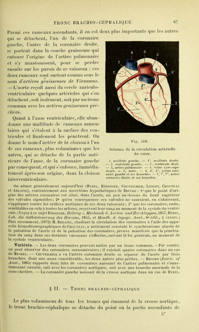 Parmi ces rameaux ascendants, il en est deux plus importants que les autres qui se détachent, l'un de la coronaire gauche, l'autre de la coronaire droite, se portent dans la couche graisseuse qui entoure l'origine de l'artère pulmonaire et s'y anastomosent, pour se perdre ensuite sur les parois de ce vaisseau : ces deux rameaux sont surtout connus sous le nom d'artères graisseuses de Vieussens. — L'aorte reçoit aussi du cercle auriculo- ventriculaire quelques artérioles qui s'en détachent, soit isolément, soit par un tronc commun avec les artères graisseuses pré- citées. Quant à l'anse ventriculaire, elle aban- donne une multitude de rameaux muscu- laires qui s'étalent à la surface des ven- tricules et finalement les pénètrent. On donne le nom d'artère de la cloison h l'un de ces rameaux, plus volumineux que les autres, qui se détache de la partie anté- rieure de l'anse, de la coronaire gauche par conséquent, et qui s'enfonce, immédia- tement après son origine, dans la cloison interventriculaire. On admet généralement aujourd'hui (Hyrtl, Rùdinger, Cruveilhier, Longet, Chauveau et Arloing), contrairement aux assertions hypoLhétiques de Brucke : l°que le point d'ori- gine des artères coronaires est situé, dans l'aorte, un peu au-dessus du bord supérieur des valvules sigmoïdes; 2° qu'en conséquence ces valvules ne sauraient, en s'abaissant, s'appliquer contre les orifices aortiques de ces deux vaisseaux ; 3° que les coronaires, enfin, semblables en cela à toutes les artères, reçoivent leur sang au moment delà systole du ventri- cule. (Voyez à ce sujet Rùdinger, Beilrag z. Mechanik d.Aorten- und Herzklappen,\%Wl ; Hyrtl, Leb. die Selbslsteuerung des Herzens, 1855, et Handb. d. topogr. Anal., 6* édit., § cxxxiv.) Plus récemment, (1872) M. Rebatel, étudiant la circulation des coronaires à l'aide des appa- reils hémodromographiques de Chauveau, a nettement constaté le synchronisme absolu de la pulsation de l'aorte et de la pulsation des coronaires, preuve manifeste que la pénétra- tion du sang dans ces derniers vaisseaux s'effectue, suivant la'loi générale, au moment de la systole ventriculaire. Variétés. — Les deux coronaires peuvent naître par un tronc commun. — Par contre, on peut observer des coronaires surnuméraires; il existait quatre coronaires dans un cas de Meckel. — Cruveilhier a vu l'artère coronaire droite se séparer de l'aorte par trois branches, dont une assez considérable, les deux autres plus petites. — Brooks (Journ. of Anat., 1885) rapporte deux faits de coronaires naissant de l'artère pulmonaire et s'anas- tomosant ensuite, soit avec les coronaires aortiques, soit avec une branche anormale de la sous-clavière. —La coronaire gauche naissait delà crosse aortique dans un cas de Hyrtl. § II. — Tronc braciiio-céphalique Le plus volumineux de tous les troncs qui émanent de la crosse aortique, le tronc brachio-céphalique se détache du point où la partie ascendante de 5* Fig. 510. Schéma de la circulation artérielle du cœur. I, oreillette gauche. — 1', oreillette droite. — ±, ventricule gauche. — i', ventricule droit. — 3, artère pulmonaire — 4. veine cave supé- rieure. — o, aorte. — G, 6', G, artère coro- naire gauche et ses branches. — 7, 7', 7, artère coronaire droite et ses branches.