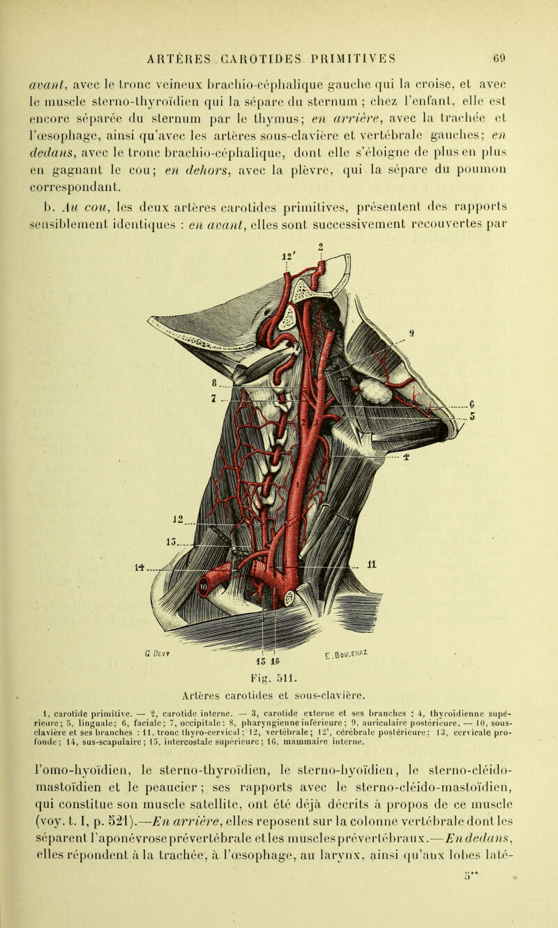 avant, avec le tronc veineux brachio-céphalîque gauche qui la croise, et avec le muscle sterno-thyroïdien qui la sépare du sternum ; chez l'enfant, elle est encore séparée du sternum par le thymus; en arrière, avec la trachée et l'œsophage, ainsi qu'avec les artères sous-clavière et vertébrale gauches; en dedans, avec le tronc brachio-céphalique, dont elle s'éloigne de plus en plus en gagnant le cou; en dehors, avec la plèvre, qui la sépare du poumon correspondant. b. Au cou, les deux artères carotides primitives, présentent des rapports sensiblement identiques : en avant, elles sont successivement recouvertes par Fig. 511. Artères carotides et sous-clavière. 1, carotide primitive. — °2, carotide interne. — 3, carotide externe et ses branches : A, thyroïdienne supé- rieure; 5, linguale; 6, faciale; 7, occipitale: 8. pharyngienne inférieure ; 9. auriculaire postérieure.— 10, sous- clavière et ses branches : 11. tronc thyro-cervical ; 12, vertébrale; 12', cérébrale postérieure ; 13, cervicale pro- fonde; 14, sus-scapulaire ; 15, intercostale supérieure ; 10, mammaire interne. l'omo-hyoïdien, le sterno-thyroïdien, le sterno-hyoïdien, le sterno-cléido- mastoïdien et le peaucier ; ses rapports avec le sterno-cléido-mastoïdien, qui constitue son muscle satellite, ont été déjà décrits à propos de ce muscle (voy. 1.1, p. 521).—En arrière, elles reposent sur la colonne vertébrale dont les séparent l'aponévrose pré vertébrale et les muscles pré vertébraux.—En dedans, elles répondent à la trachée, à l'œsophage, au larynx, ainsi qu'aux lobes laté- .'**