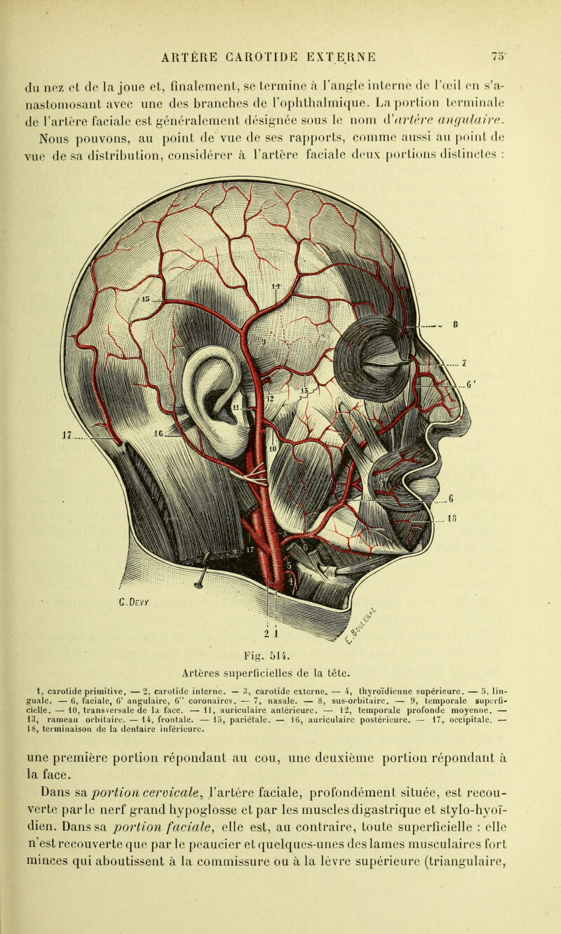 du nez et de la joue et, finalement, se termine à l'angle interne de l'œil en s'a- nastomosant avec une des branches de l'oplithalmique. La portion terminale de l'artère faciale est généralement désignée sous le nom d'artère angulaire. Nous pouvons, au point de vue de ses rapports, comme aussi au point de vue de sa distribution, considérer à l'artère faciale deux portions distinctes : Fig. 514. Artères superficielles de la tête. 1, carotide primitive. — 2, carotide interne. — 3, carotide externe. — 4, thyroïdienne supérieure. — 5, lin- guale. — 6, faciale, 6' angulaire, G coronaires. — 7, nasale. — 8, sus-orbitaire. — 9, temporale superfi- cielle. — 10, transversale de la face. — 11, auriculaire antérieure. — 12, temporale profonde moyenne. — 13, rameau orbitaire. — 14, frontale. — 15, pariétale. — 16, auriculaire postérieure. — 17, occipitale. — 18, terminaison de la dentaire inférieure. une première portion répondant au cou, une deuxième portion répondant à la face. Dans sa, portion cervicale, l'artère faciale, profondément située, est recou- verte parle nerf grand hypoglosse et par les muscles digastrique et stylo-hyoï- dien. Dans sa portion faciale, elle est, au contraire, toute superficielle : elle n'est recouverte que par le peaucier et quelques-unes des lames musculaires fort minces qui aboutissent à la commissure ou à la lèvre supérieure (triangulaire,