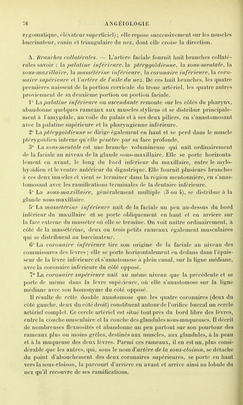 zygomatique, élévateur superficiel) ; elle repose successivement sur les muscles buccinateur, canin et triangulaire du nez, dont elle croise la direction. À. Branches collatérales. — L'artère faciale fournit huit branches collaté- rales savoir : la palatine inférieure, la ptérygo'idienne, la sons-mentale, la sous-maxillaire, \d, massétérine inférieure, la coronaire inférieure, la coro- naire supérieure et Xartère de l'aile du nez. De ces huit branches, les quatre premières naissent de la portion cervicale du tronc artériel, les quatre autres proviennent de sa deuxième portion ou portion faciale. 1° L&palatine inférieure ou ascendante remonte sur les côtés du pharynx, abandonne quelques rameaux aux muscles styliens et se distribue principale- ment à l'amygdale, au voile du palais et à ses deux piliers, en s'anastomosant avec la palatine supérieure et la pharyngienne inférieure. 2° Laptèrygo'idienne se dirige également en haut et se perd dans le muscle ptérygoïdien interne qu'elle pénètre par sa face profonde. 3° La sous-mentale est une branche volumineuse qui naît ordinairement de la faciale au niveau delà glande sous-maxillaire. Elle se porte horizonta- lement en avant, le long du bord inférieur du maxillaire, entre le mylo- hyoïdien et le ventre ante'rieur du digastrique. Elle fournit plusieurs branches à ces deux muscles et vient se terminer dans la région mentonnière, en s'anas- tomosant avec les ramifications terminales de la dentaire inférieure. 4 La sous-maxillaire, généralement multiple (3 ou 4), se distribue à la glande sous-maxillaire. 5° La massétérine inférieure naît de la faciale un peu au-dessus du bord inférieur du maxillaire et se porte obliquement en haut et en arrière sur la face externe du masséter où elle se termine. On voit naître ordinairement, à côté de la massétérine, deux ou trois petits rameaux également musculaires qui se distribuent au buccinateur. 6° La coronaire inférieure tire son origine de la faciale au niveau des commissures des lèvres ; elle se porte horizontalement en dedans dans l'épais- seur de la lèvre inférieure et s'anastomose à plein canal, sur la ligne médiane, avec la coronaire inférieure du côté opposé. 7° La coronaire supérieure naît au même niveau que la précédente et se porte de même dans la lèvre supérieure, où elle s'anastomose sur la ligne médiane avec son homonyme du côté opposé. Il résulte de cette double anastomose que les quatre coronaires (deux du côté gauche, deux du côté droit) constituent autour de l'orifice buccal un cercle artériel complet. Ce cercle artériel est situé tout près du bord libre des lèvres, entre la couche musculaire et la couche des glandules sous-muqueuses. Il décrit de nombreuses flexuosités et abandonne un peu partout sur son pourtour des rameaux plus ou moins grêles, destinés aux muscles, aux glandules, à la peau et à la muqueuse des deux lèvres. Parmi ces rameaux, il en est un, plus consi- dérable que les autres, qui, sous le nom d'artère de la sous-cloison, se détache du point d'abouchement des deux coronaires supérieures, se porte en haut vers la sous-cloison, la parcourt d'arrière en avant et arrive ainsi au lobule du nez qu'il recouvre de ses ramifications.