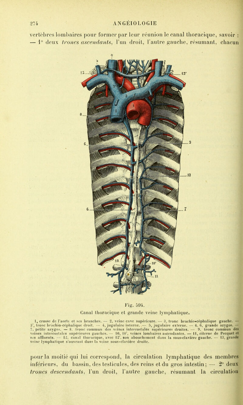 vertèbres lombaires pour former par leur réunion le canal thoracique, savoir : — 1° deux troncs ascendants, l'un droit, l'autre gauche, résumant, chacun Fig. 594. Canal thoracique et grande veine lymphatique. 1, crosse de l'aorte et ses branches. — 2, veine cave supérieure. — 3, tronc brachio-céphalique gauche. — 3', tronc brachio-céphalique droit. — 4, jugulaire interne. — 5, jugulaire externe. — 6. ti, grande azygos. — 7, petite azygos. — 8. tronc commun des veines intercostales supérieures droites. — 9, tronc commun des veines intercostales supérieures gauches. — 10, 10', veines lombaires ascendantes. — 11, citerne de Pecquet et sus affluents. — 12. canal thoracique, avec 12', son abouchement dans la sous-clavière gauche. — 13, grande veine lymphatique s'ouvrant dans la veine sous-clavière droite. pour la moitié qui lui correspond, la circulation lymphatique des membres inférieurs, du bassin, des testicules, des reins et du gros intestin : — 2° deux troncs descendants, l'un droit, l'autre gauche, résumant la circulation
