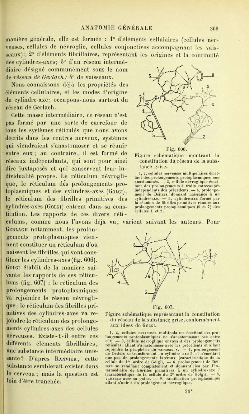 vY/O manière générale, elle est formée : 1° d'éléments cellulaires (cellules ner- veuses, cellules de névroglie, cellules conjonctives accompagnant les vais- seaux) ; 2° d'éléments fîbrillaires, représentant les origines et la continuité des cylindres-axes; 3° d'un réseau intermé- diaire désigné communément sous le nom de réseau de Gerlach; 4° de vaisseaux. Nous connaissons déjà les propriétés des éléments cellulaires, et les modes d'origine du cylindre-axe; occupons-nous surtout du réseau de Gerlach. Cette masse intermédiaire, ce réseau n'est pas formé par une sorte de carrefour de tous les systèmes réticulés que nous avons décrits dans les centres nerveux, systèmes qui viendraient s'anastomoser et se réunir entre eux; au contraire, il est formé de réseaux indépendants, qui sont pour ainsi dire juxtaposés et qui conservent leur in- dividualité propre. Le réticulum névrogli- que, le réticulum des prolongements pro- toplasmiques et des cylindres-axes (Golgi), le réticulum des fibrilles primitives des cylindres-axes (Golgi) entrent dans sa cons- titution. Les rapports de ces divers réti- culums, comme nous l'avons déjà vu, varient suivant les auteurs. Pour Gerlach notamment, les prolon- gements protoplasmiques vien- \ // nent constituer un réticulum d'où naissent les fibrilles qui vont cons-' tituer les cylindres-axes (fig. 606). Golgi établit de la manière sui- vante les rapports de ces réticu- lums (fig. 607) : le réticulum des prolongements protoplasmiques va rejoindre le réseau névrogli- que; le réticulum des fibrilles pri- mitives des cylindres-axes va re- joindre le réticulum des prolonge- ments cylindres-axes des cellules nerveuses. Existe-1-il entre ces différents éléments fîbrillaires, une substance intermédiaire unis- sante? D'après Ranvier, cette substance semblerait exister dans le cerveau ; mais la question est loin d'être tranchée. W Fig. 606. Figure schématique montrant la constitution du réseau de la subs- tance grise. 1, 2, cellules nerveuses multipolaires émet- tant des prolongements protoplasmiques non anastomosés. — 3, cellule névroglique émet- tant des prolongements à traits entrecoupés indépendants des précédents. — 4, prolonge- ment de Deiters, donnant naissance à un cylindre-axe. — 5, cylindre-axe formé par la réunion de fibrilles primitives réunies aux prolongements protoplasmiques (6 et 7) des cellules 1 et 2. Vf Fig. 607. Figure schématique représentant la constitution du réseau de la substance grise, conformément aux idées de Golgi. 1, 2, cellules nerveuses multipolaires émettant des pro- longements protoplasmiques ne s'anastomosant pas entre eux. — 3, cellule névroglique envoyant des prolongements réticulés, allant s'anastomoser avec les précédents et allant rejoindre la périphérie du vaisseau 8. — 4, prolongement de Deiters se transformant en cylindre-axe 5, el n'émettant que peu de prolongements latéraux (caractéristique de la cellule du 1er ordre de Golgi). — 6, prolongement de Dei- ters se ramifiant complètement et donnant lieu par l'in- termédiaire de fibrilles primitives à un cylindre-axe 7 (caractéristique de la cellule du 2e ordre de Golgi). — 8, vaisseau a\ec sa gaine. — 9, ramification protoplasmique allant s'unir à un prolongement névroglique. 20'