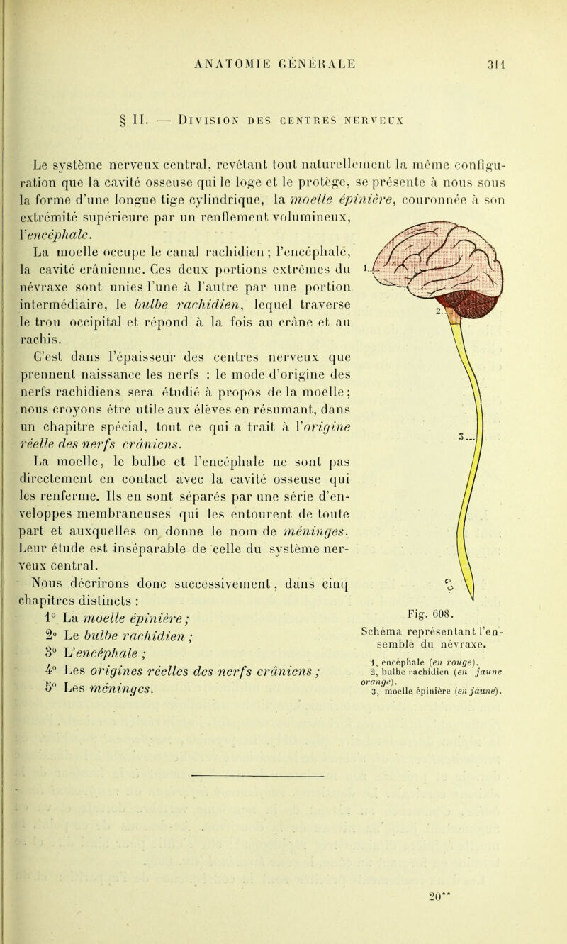 § II. — Division des centres nerveux Le système nerveux central, revêtant tout naturellement la même configu- ration que la cavité osseuse qui le loge et le protège, se présente à nous sous la forme d'une longue tige cylindrique, la moelle épinière, couronnée à son extrémité supérieure par un renflement volumineux, l'encéphale. La moelle occupe le canal rachidien; l'encéphale, la cavité crânienne. Ces deux portions extrêmes du névraxe sont unies l'une à l'autre par une portion intermédiaire, le bulbe rachidien, lequel traverse le trou occipital et répond à la fois au crâne et au rachis. C'est dans l'épaisseur des centres nerveux que prennent naissance les nerfs : le mode d'origine des nerfs rachicliens sera étudié à propos delà moelle; nous croyons être utile aux élèves en résumant, dans un chapitre spécial, tout ce qui a trait à Vorigine réelle des nerfs crâniens. La moelle, le bulbe et l'encéphale ne sont pas directement en contact avec la cavité osseuse qui les renferme. Ils en sont séparés par une série d'en- veloppes membraneuses qui les entourent de toute part et auxquelles on donne le nom de méninges. Leur étude est inséparable de celle du système ner- veux central. Nous décrirons donc successivement, dans cinq chapitres distincts : 1° La moelle épinière ; 2° Le bulbe rachidien ; 3° \Jencéphale ; 4° Les origines réelles des nerfs crâniens ; 5° Les méninges. Fig. 608. Schéma représentant l'en- semble du névraxe. 1, encéphale (en rouge). 2, bulbe rachidien (en jaune orange). 3, moelle épinière (en jaune). 20**
