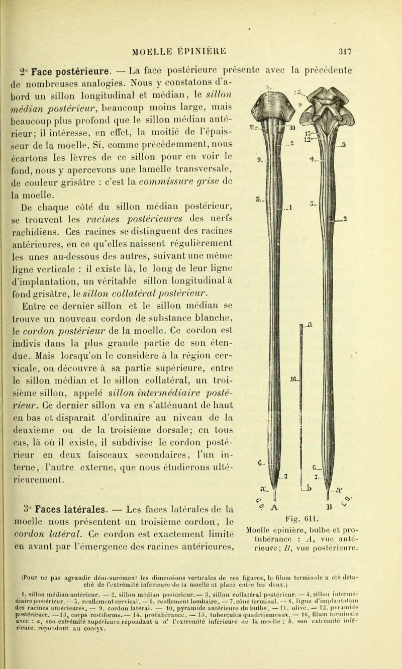 2° Face postérieure. — La face postérieure présente avec la précédente de nombreuses analogies. Nous y constatons d'a- bord un sillon longitudinal et médian, le sillon médian postérieur, beaucoup moins large, mais beaucoup plus profond que le sillon médian anté- rieur; il intéresse, en effet, la moitié de l'épais- seur de la moelle. Si, comme précédemment, nous écartons les lèvres de ce sillon pour en voir le fond, nous y apercevons une lamelle transversale, de couleur grisâtre : c'est la commissure grise de la moelle. De chaque côté du sillon médian postérieur, se trouvent les racines postérieures des nerfs ! rachidiens. Ces racines se distinguent des racines antérieures, en ce qu'elles naissent régulièrement les unes au-dessous des autres, suivant une même ligne verticale : il existe là, le long de leur.ligne d'implantation, un véritable sillon longitudinal à fond grisâtre, le sillon collatéral postérieur. Entre ce dernier sillon et le sillon médian se trouve un nouveau cordon de substance blanche, le cordon postérieur de la moelle. Ce cordon est indivis dans la plus grande partie de son éten- due.. Mais lorsqu'on le considère à la région cer- vicale, on découvre à sa partie supérieure, entre le sillon médian et le sillon collatéral, un troi- sième sillon, appelé sillon intermédiaire posté- rieur. Ce dernier sillon va en s'atténuant de haut en bas et disparaît d'ordinaire au niveau de la deuxième ou de la troisième dorsale; en tous cas, là où il existe, il subdivise le cordon posté- rieur en deux faisceaux secondaires, l'un in- terne, l'autre externe, que nous étudierons ulté- rieurement. 3° Faces latérales. — Les faces latérales de la moelle nous présentent un troisième cordon, le cordon latéral. Ce cordon est exactement limité en avant par l'émergence des racines antérieures, Fig. 611. Moelle épinière, bulbe et pro tubérance : A, vue anté- rieure; B, vue postérieure (Pour ne pas agrandir démesurément les dimensions verticales de ces figures, le filuni terminale a été déta clié de l'extrémité inférieure de la moelle et placé entre les deux.) 1, sillon médian antérieur. —J2, sillon médian postérieur.— 3, sillon collatéral postérieur. —4, sillon internié diaire postérieur. — 5. renflement cervical. — 6, renflement lombaire.—7,cône terminal.— 8, ligne d'implantatioi des racines antérieures. — 9, cordon latéral. — 10, pyramide antérieure du bulbe. — 11, olive. — 12, pyramid postérieure. —13, corps restiforme.— 14, protubérance. — 15, tubercules quadrijumeaux.— 10, filum terminal avec : a, son extrémité supérieure répondant a a' l'extrémité inférieure de la moelle ; 6, son extrémité infé rieure, répondant au coccyx.