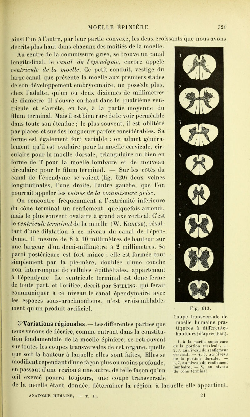 ainsi l'un à l'autre, par leur partie convexe, les deux croissants que nous avons décrits plus haut dans chacune des moitiés de la moelle. Au centre de la commissure grise, se trouve un canal longitudinal, le canal de Vépendyme, encore appelé ventricule de la moelle. Ce petit conduit, vestige du large canal que présente la moelle aux premiers stades de son développement embryonnaire, ne possède plus, chez l'adulte, qu'un ou deux dixièmes de millimètres de diamètre. Il s'ouvre en haut dans le quatrième ven- tricule et s'arrête, en bas, à la partie moyenne du filum terminal. Mais il est bien rare de le voir perméable dans toute son étendue ; le plus souvent, il est oblitéré par places et sur des longueurs parfois considérables. Sa forme est également fort variable : on admet généra- lement qu'il est ovalaire pour la moelle cervicale, cir- culaire pour la moelle dorsale, triangulaire ou bien en forme de T pour la moelle lombaire et de nouveau circulaire pour le filum terminal. — Sur les côtés du canal de l'épendyme se voient (fîg. 620) deux veines longitudinales, l'une droite, l'autre gauche, que l'on pourrait appeler les veines de la commissure grise. On rencontre fréquemment à l'extrémité inférieure du cône terminal un renflement, quelquefois arrondi, mais le plus souvent ovalaire à grand axe vertical. C'est le ventricule terminal delà moelle (W. Krause), résul- tant d'une dilatation à ce niveau du canal de l'épen- dyme. Il mesure de 8 à 10 millimètres de hauteur sur une largeur d'un demi-millimètre à 2 millimètres. Sa paroi postérieure est fort mince ; elle est formée tout simplement par la pie-mère, doublée d'une couche non interrompue de cellules épithéliales, appartenant à l'épendyme. Le ventricule terminal est donc fermé de toute part, et l'orifice, décrit par Stilling, qui ferait communiquer à ce niveau le canal épendymaire avec les espaces sous-arachnoïdiens, n'est vraisemblable- ment qu'un produit artificiel. ë 'm 613. Fig. Coupe transversale de moelle humaine pra- tiquées à différentes hauteurs (d'après Erb). 3°Variations régionales. — Les différentes parties que nous venons de décrire, comme entrant dans la constitu- tion fondamentale de la moelle e'pinière, se retrouvent sur toutes les coupes transversales de cet organe, quelle que soit la hauteur à laquelle elles sont faites, Elles se modifient cependant d'une façon plus ou moins profonde, en passant d'une région à une autre, de telle façon qu'un œil exercé pourra toujours, une coupe transversale de la moelle étant donnée, déterminer la région à laquelle elle appartient. ANATOMIE HUMAINE. — T. II. 21 1. à la partie supérieure de la portion cervicale. — 2, 3, au niveau du renflement cervical. — 4, 5, au niveau de la portion dorsale. — 0, 7, au niveau du renflement lombaire. — 8, au niveau du cône terminal.