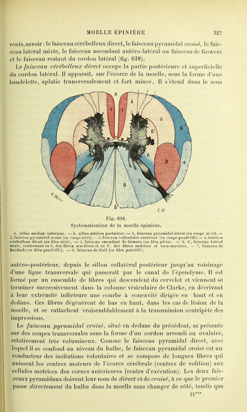 renls, savoir : le faisceau cérébelleux direct, le faisceau pyramidal croisé, le fais- ceau latéral mixte, le faisceau ascendant antéro-latéral ou faisceau de Gowers et le faisceau restant du cordon latéral (fig\ 618). Le faisceau cérébelleux direct occupe la partie postérieure et superficielle du cordon latéral. 11 apparaît, sur l'écorce de la moelle, sous la forme d'une bandelette, aplatie transversalement et fort mince. Il s'étend dans le sens €.B. Fig. 618. Systématisation de la moelle épinière. a. sillon médian antérieur. — b, sillon médian postérieur.— 1, faisceau pyramidal direct (en rouge strié).— 2, faisceau pyramidal croisé (en rouge strié).— 3, faisceau radiculaire antérieur (en roiif/e quadrillé).— 4, faisceau cérébelleux direct (en bleu strié). — 5, faisceau ascendant de Gowers (eu bleu plein). — 0, G', faisceau latéral mixte, renfermant en G, des fibres sensitives et en 6'. des fibres motrices et vaso-molrices. — 7, faisceau de Burdach (e7i bleu quadrillé). — 8, faisceau de Goll (en bleu pointillé). antéro-postérieur, depuis le sillon collatéral postérieur jusqu'au voisinage d'une ligne transversale qui passerait par le canal de l'épendyme. Il est formé par un ensemble de fibres qui descendent du cervelet et viennent se terminer successivement dans la colonne vésiculaire de Clarke, en décrivant à leur extrémité inférieure une courbe à concavité dirigée en haut et en dedans. Ces fibres dégénèrent de bas en haut, dans les cas de lésion de la moelle, et se rattachent vraisemblablement à la transmission centripète des impressions. Le faisceau pyramidal croisé, situé en dedans du précédent, se présente sur des coupes transversales sous la forme d'un cordon arrondi ou ovalaire, relativement très volumineux. Comme le faisceau pyramidal direct, avec lequel il se confond au niveau du bulbe, le faisceau pyramidal croisé est un conducteur des incitations volontaires et se compose de longues fibres qui unissent les centres moteurs de l'écorce cérébrale (centres de volition) aux cellules motrices des cornes antérieures (centre d'exécution). Les deux fais- ceaux pyramidaux doivent leur nom de direct et de croisé, à ce que le premier passe directement du bulbe dans la moelle sans changer de côté, tandis que 21***