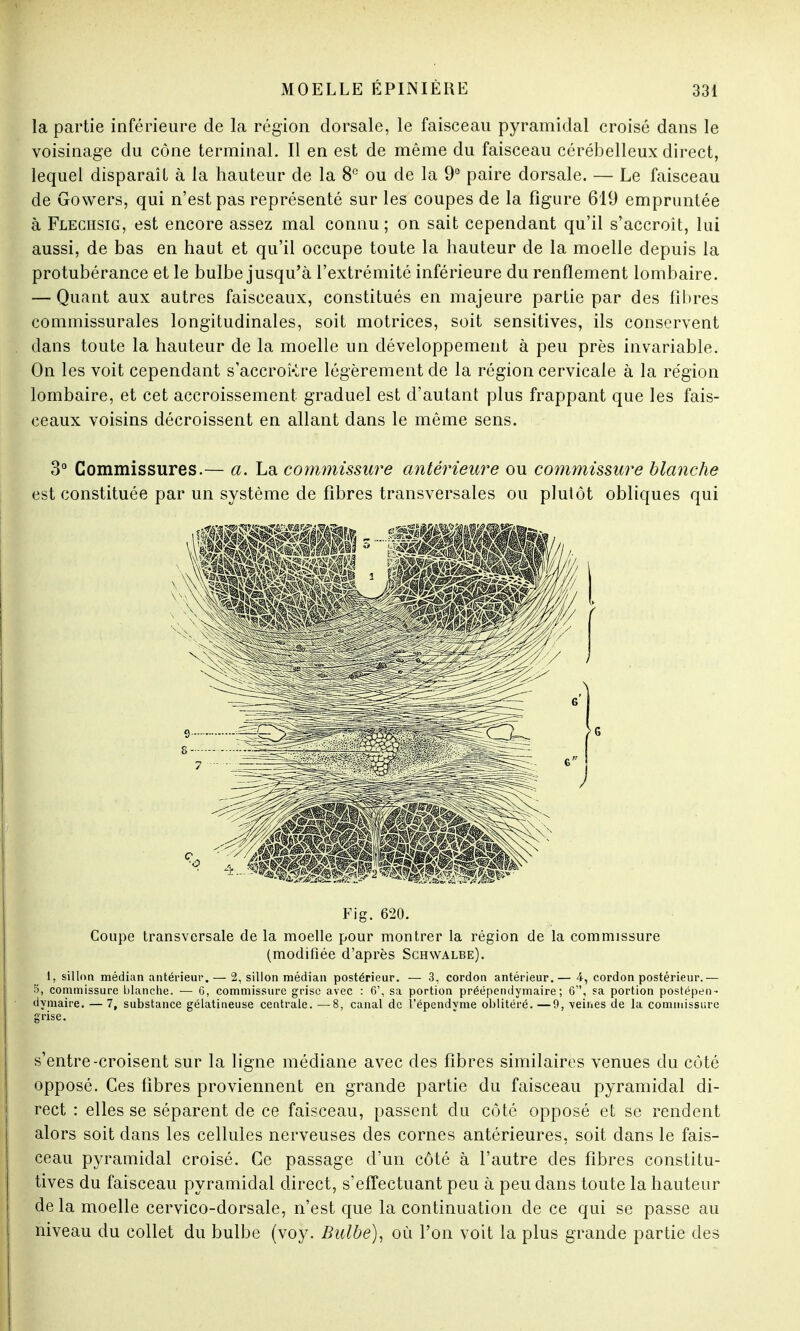la partie inférieure de la région dorsale, le faisceau pyramidal croisé dans le voisinage du cône terminal. Il en est de même du faisceau cérébelleux direct, lequel disparaît à la hauteur de la 8° ou de la 9° paire dorsale. — Le faisceau de Gowers, qui n'est pas représenté sur les coupes de la figure 619 empruntée à Fleciisig, est encore assez mal connu ; on sait cependant qu'il s'accroît, lui aussi, de bas en haut et qu'il occupe toute la hauteur de la moelle depuis la protubérance et le bulbe jusqu'à l'extrémité inférieure du renflement lombaire. — Quant aux autres faisceaux, constitués en majeure partie par des fibres commissurales longitudinales, soit motrices, soit sensitives, ils conservent dans toute la hauteur de la moelle un développement à peu près invariable. On les voit cependant s'accrokre légèrement de la région cervicale à la région lombaire, et cet accroissement graduel est d'autant plus frappant que les fais- ceaux voisins décroissent en allant dans le même sens. 3° Commissures.— a. La commissure antérieure ou commissure blanche est constituée par un système de fibres transversales ou plutôt obliques qui Fig. 620. Coupe transversale de la moelle pour montrer la région de la commissure (modifiée d'après Schwalbe). t, sillon médian antérieur. — 2, sillon médian postérieur. — 3, cordon antérieur.— 4, cordon postérieur.— 5, commissure blanche. — G, commissure grise avec : 6', sa portion préépendymaire; 6, sa portion postépen- dymaire. — 7, substance gélatineuse centrale. —8, canal de l'épendyme oblitéré. —9, veines de la commissure grise. s'entre-croisent sur la ligne médiane avec des fibres similaires venues du côté opposé. Ces fibres proviennent en grande partie du faisceau pyramidal di- rect : elles se séparent de ce faisceau, passent du côté opposé et se rendent alors soit dans les cellules nerveuses des cornes antérieures, soit dans le fais- ceau pyramidal croisé. Ce passage d'un côté à l'autre des fibres constitu- tives du faisceau pyramidal direct, s'efTectuant peu à peu dans toute la hauteur delà moelle cervico-dorsale, n'est que la continuation de ce qui se passe au niveau du collet du bulbe (voy. Bulbe), où l'on voit la plus grande partie des