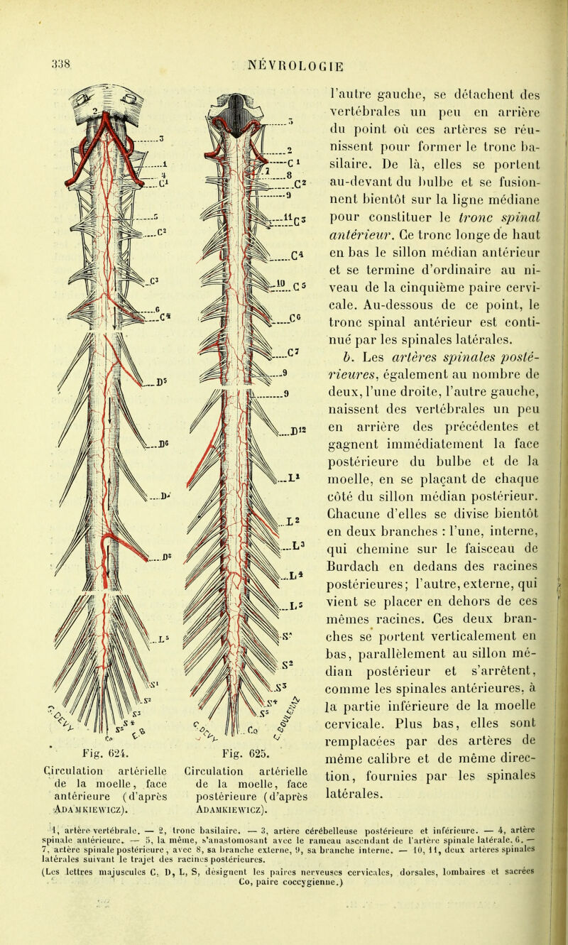 Fig. 624. Circulation artérielle de la moelle, face antérieure (d'après A.DAMKIEVVICZ). Fig. 625. Circulation artérielle de la moelle, face postérieure (d'après Adamkiewicz). l'autre gauche, se détachent des vertébrales un peu en arrière du point où ces artères se réu- nissent pour former le tronc ba- silaire. De là, elles se portent au-devant du bulbe et se fusion- nent bientôt sur la ligne médiane pour constituer le tronc spinal antérieur. Ce tronc longe de haut en bas le sillon médian antérieur et se termine d'ordinaire au ni- veau de la cinquième paire cervi- cale. Au-dessous de ce point, le tronc spinal antérieur est conti- nué par les spinales latérales. b. Les artères spinales posté- rieures, également au nombre de deux, l'une droite, l'autre gauche, naissent des vertébrales un peu en arrière des précédentes et gagnent immédiatement la face postérieure du bulbe et de la moelle, en se plaçant de chaque côté du sillon médian postérieur. Chacune d'elles se divise bientôt en deux branches : l'une, interne, qui chemine sur le faisceau de Burdach en dedans des racines postérieures; l'autre, externe, qui vient se placer en dehors de ces mêmes racines. Ces deux bran- ches se portent verticalement en bas, parallèlement au sillon mé- dian postérieur et s'arrêtent, comme les spinales antérieures, à la partie inférieure de la moelle cervicale. Plus bas, elles sont remplacées par des artères de même calibre et de même direc- tion, fournies par les spinales latérales. 1, artère vertébrale. — 2, tronc basilaire. —3, artère cérébelleuse postérieure et inférieure. — 4, artère spinale antérieure» — 5, la même, s'anaslomosant avec le rameau ascendant de l'artère spinale latérale. G.— 7, artère spinale postérieure, avec 8, sa branche externe, t>, sa branche interne. — 10, il, deux artères spinales latérales suivant le trajet des racines postérieures. (Les lettres majuscules C, D, L, S, désignent les paires nerveuses cervicales, dorsales, lombaires et sacrées Co, paire coccygienne.)