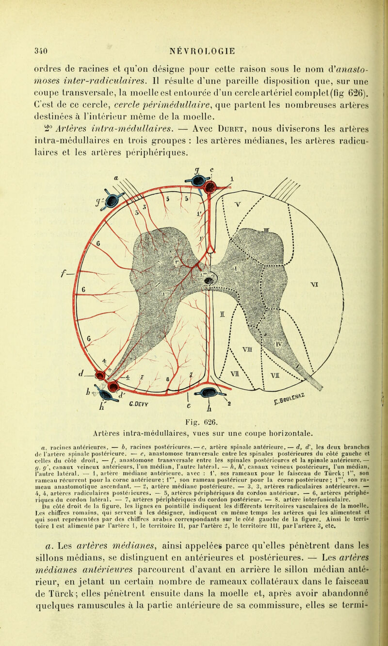 ordres de racines et qu'on désigne pour cette raison sous le nom d'anasto- moses inter-radiculaires. Il résulte d'une pareille disposition que, sur une coupe transversale, la moelle est entourée d'un cercle artériel complet(fig 626). C'est de ce cercle, cercle périmédullaire, que partent les nombreuses artères destinées à l'intérieur même de la moelle. 2° Artères intra-médullairès. — Avec Durf.t, nous diviserons les artères intra-médullaires en trois groupes : les artères médianes, les artères radicu- laires et les artères périphériques. Fig. 626. Artères intra-médullaires, vues sur une coupe horizontale. a, racines antérieures. — b, racines postérieures. — e, artère spinale antérieure.— d, d\ les deux branches de l'artère spinale postérieure. — e, anastomose tranversale entre les spinales postérieures du côté gauche et celles du côté droit. —f, anastomose transversale entre les spinales postérieures et la spinale antérieure.— g. g', canaux veineux antérieurs, l'un médian, l'autre latéral. — h, h\ canaux veineux postérieurs, l'un médian, l'autre latéral. — 1, artère médiane antérieure, avec : 1', ses rameaux pour le faisceau de Tiirck ; 1, son rameau récurrent pour la corne antérieure; 1', son rameau postérieur pour la corne postérieure ; 1', son ra- meau anastomotique ascendant. — ii, artère médiane postérieure. — 3, 3, artères radiculaires antérieures. — A, 4, artères radiculaires postéiieures. — 5, artères périphériques du cordon antérieur. — 6, artères périphé- riques du cordon latéral. — 7, artères périphériques du cordon postérieur. — 8. artère interfuniculaire. Du côté droit de la figure, les lignes en pointillé indiquent les différents territoires vasculaires de la moelle. Les chiffres romains, qui servent à les désigner, indiquent en même temps les artères qui les alimentent et qui sont représentées par des chiffres arabes correspondants sur le côté gauche de la figure. Ainsi le terri- toire I est alimenté par l'artère 1, le territoire II, par l'artère le territoire 111, par l'artère 3, etc. a. Les artères médianes, ainsi appelées parce qu'elles pénètrent dans les sillons médians, se distinguent en antérieures et postérieures. — Les artères médianes antérieures parcourent d'avant en arrière le sillon médian anté- rieur, en jetant un certain nombre de rameaux collatéraux dans le faisceau de Tùrck; elles pénètrent ensuite dans la moelle et, après avoir abandonné quelques ramuscules à la partie antérieure de sa commissure, elles se termi-