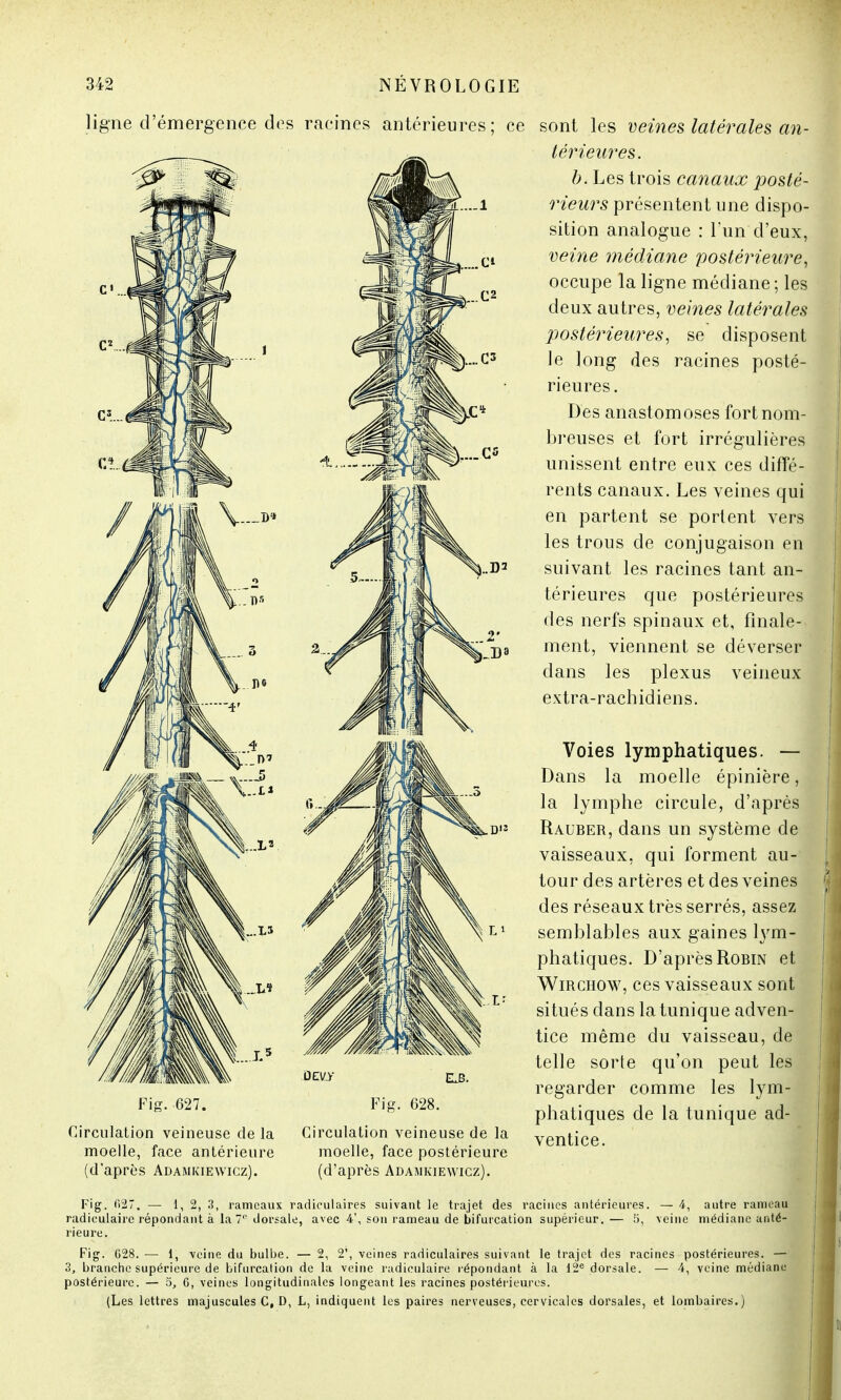 ligne d'émergence di Fig. 627. Circulation veineuse de la moelle, face antérieure (d'après Adamkiewicz). s racines antérieures; ce sont les veines latérales an- térieures. b. Les trois canaux posté- rieurs présentent une dispo- sition analogue : l'un d'eux, veine médiane postérieure, occupe la ligne médiane; les deux autres, veines latérales postérieures, se disposent le long des racines posté- rieures. Des anastomoses fort nom- breuses et fort irrégulières unissent entre eux ces diffé- rents canaux. Les veines qui en partent se portent vers les trous de conjugaison en suivant les racines tant an- térieures que postérieures des nerfs spinaux et, finale- ment, viennent se déverser dans les plexus veineux extra-rachidiens. Voies lymphatiques. — Dans la moelle épinière, la lymphe circule, d'après Rauber, dans un système de vaisseaux, qui forment au- tour des artères et des veines des réseaux très serrés, assez semblables aux gaines lym- phatiques. D'après Robin et Wirchow, ces vaisseaux sont situés dans la tunique adven- tice même du vaisseau, de telle sorte qu'on peut les regarder comme les lym- phatiques de la tunique ad- ventice. Circulation veineuse de la moelle, face postérieure (d'après Adamkiewicz). Fig. f>27. — 1, 2, 3, rameaux radiculaires suivant le trajet des racines antérieures. — 4, autre rameau radiculaire répondant à la 7e dorsale, avec 4', son rameau de bifurcation supérieur.— 5, veine médiane anté- rieure. Fig. 028. — 1, veine du bulbe. — 2, 2', veines radiculaires suivant le trajet des racines postérieures. — 3, branche supérieure de bifurcation de la veine radiculaire répondant à la 12e dorsale. — 4, veine médiane postérieure. — 5, G, veines longitudinales longeant les racines postérieures. (Les lettres majuscules C, D, L, indiquent les paires nerveuses, cervicales dorsales, et lombaires.)
