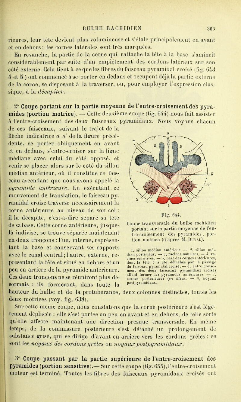 rieures, leur tète devient plus volumineuse et s'étale principalement en avant et en dehors ; les cornes latérales sont très marquées. En revanche, la partie de la corne qui rattache la tête à la base s'amincit considérablement par suite d'un empiétement des cordons latéraux sur son côté externe. Gela tient à ce que les fibres du faisceau pyramidal croisé (fig. 643 5 et 5') ont commencé à se porter en dedans et occupent déjà la partie externe de la corne, se disposant à la traverser, ou, pour employer l'expression clas- sique, à la décapiter. 2° Coupe portant sur la partie moyenne de l'entre-croisementdes pyra- mides (portion motrice). — Cette deuxième coupe (fig. 644) nous fait assister à l'entre-croisement des deux faisceaux pyramidaux. Nous voyons chacun de ces faisceaux, suivant le trajet de la flèche indicatrice a a' de la figure précé- dente, se porter obliquement en avant et en dedans, s'entre-croiser sur la ligne médiane avec celui du côté opposé, et venir se placer alors sur le côté du sillon médian antérieur, où il constitue ce fais- ceau ascendant que nous avons appelé la pyramide antérieure. En exécutant ce mouvement de translation, le faisceau py- ramidal croisé traverse nécessairement la corne antérieure au niveau de son col : il la décapite, c'est-à-dire sépare sa tête de sabase. Cette corne antérieure, jusque- là indivise, se trouve séparée maintenant en deux tronçons : l'un, interne, représen- tant la base et conservant ses rapports avec le canal central; l'autre, externe, re- présentant la tête et situé en dehors et un peu en arrière delà pyramide antérieure. Ces deux tronçons ne se réuniront plus dé- sormais : ils formeront, dans toute la hauteur du bulbe et de la protubérance, deux colonnes distinctes, toutes les deux motrices (voy. fig. 638). Sur cette même coupe, nous constatons que la corne postérieure s'est légè- rement déplacée : elle s'est portée un peu en avant et en dehors, de telle sorte qu'elle affecte maintenant une direction presque transversale. En même temps, de la commissure postérieure s'est détaché un prolongement de substance grise, qui se dirige d'avant en arrière vers les cordons grêles : ce sont les noyaux des cordons grêles ou noyaux postpyramidaux. 3° Coupe passant par la partie supérieure de l'entre croisement des pyramides (portion sensitive).-— Sur cette coupe (fig.655),l'entre-croisement moteur est terminé. Toutes les fibres des faisceaux pyramidaux croisés ont Fig. 644. Coupe transversale du bulbe rachidien portant sur la partie moyenne de l'en- tre-croisement des pyramides, por- tion motrice (d'après M. Duval). i, sillon médian antérieur. — 2, sillon mé- dian postérieur. — 3, racines motrices. — 4, ra- cines seiuitives. — 5, base des cornes antérieures, dont la tète 5' a été détachée par le passage du faisceau pyramidal croisé.— 6, entre croise- ment des deux faisceaux pyramidaux croisés allant former les pyramides antérieures. — 7, cornes postérieures [en bleu). — 8, noyaux postpyramidaux.