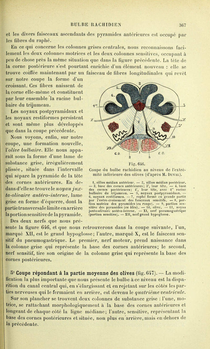 et les divers faisceaux ascendants des pyramides antérieures est occupé par les fibres du raphé. En ce qui concerne les colonnes grises centrales, nous reconnaissons faci- lement les deux colonnes motrices et les deux colonnes sensitives, occupant à peu de chose près la même situation que dans la figure précédente. La tête de la corne postérieure s'est pourtant enrichie d'un élément nouveau : elle se trouve coiffée maintenant par un faisceau de fibres longitudinales qui revêt sur notre coupe la forme d'un croissant. Ces fibres naissent de la corne elle-même et constituent par leur ensemble la racine bul- baire du trijumeau. Les noyaux postpyramidaux et les noyaux restiformes persistent et sont même plus développés que dans la coupe précédente. Nous voyons, enfin, sur notre coupe, une formation nouvelle, Y olive bulbaire. Elle nous appa- raît sous la forme d'une lame de substance grise, irrégulièrement plissée, située dans l'intervalle qui sépare la pyramide de la tête des cornes antérieures. En de- dans d'elle se trouve le noyau jux- ta-olivaire antéro-interne, lame grise en forme d'équerre, dont la partie transversale limite en arrière la portion sensitive de la pyramide. Des deux nerfs que nous pré- sente la figure 646, et que nous retrouverons dans la coupe suivante, l'un, marqué XII, est le grand hypoglosse; l'autre, marqué X, est le faisceau sen- sitif du pneumogastrique. Le premier, nerf moteur, prend naissance dans la colonne grise qui représente la base des cornes antérieures; le second, nerf sensitif, tire son origine de la colonne grise qui représente la base des cornes postérieures. S0 Coupe répondant à la partie moyenne des olives (fig.647). — La modi- fication la plus importante que nous présente le bulbe à ce niveau est la dispa- rition du canal central qui, en s'élargissant et en rejetant sur les côtés les par- ties nerveuses qui le fermaient en arrière, est devenu le quatrième ventricule. Sur son plancher se trouvent deux colonnes de substance grise : l'une, mo- trice, se rattachant morphologiquement à la base des cornes antérieures et longeant de chaque côté la ligne médiane; l'autre, sensitive, représentant la base des cornes postérieures et située, non plus en arrière, mais en dehors de la précédente. Fig. 646. Coupe du bulbe rachidien au niveau de l'extré- mité inférieure des olives (d'après M. Duval). i, sillon médian antérieur. — 2, sillon médian postérieur. — 3, base des cornes antérieures; 3', leur tète. — 4. base des cornes postérieures; 4', leur tète, avec 4 racine bulbaire du trijumeau. — 5, noyaux postpyramidaux. — G, noyaux restiformes. — 7, raphè formé en grande partie par l'entre-croisement des faisceaux sensitifs. — 8, por- tion motrice des pyramides (en ronge). — 9, portion sen- sitive des pyramides (en bleu). — 10, olive. — H, noyau juxta-olivairc antéio-interne. — XI, nerf pneumogastrique (portion sensitive). —XII, nerf grand hypoglosse.