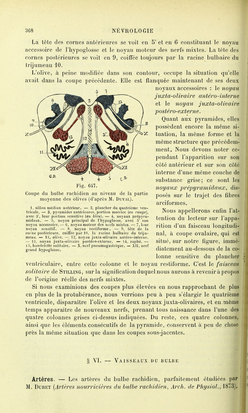 La tête des cornes antérieures se voit en 5' et en 6 constituant le noyau accessoire de l'hypoglosse et le noyau moteur des nerfs mixtes. La tête des cornes postérieures se voit en 9, coiffée toujours par la racine bulbaire du trijumeau 10. L'olive, à peine modifiée dans son contour, occupe la situation qu'elle avait dans la coupe précédente. Elle est flanquée maintenant de ses deux noyaux accessoires : le noyau juxta-olivaire antéro-interne et le noyau juxta-olivaire postéro-externe. Quant aux pyramides, elles possèdent encore la même si- tuation, la même forme et la même structure que précédem- ment. Nous devons noter ce- pendant l'apparition sur son côté antérieur et sur son côté interne d'une même couche de substance grise; ce sont les noyaux prépyramidaux, dis- posés sur le trajet des fibres arciformes. Nous appellerons enfin l'at- tention du lecteur sur l'appa- rition d'un faisceau longitudi- nal, à coupe ovalaire, qui est situé, sur notre figure, immé- diatement au-dessous de la co- lonne sensitive du plancher ventriculaire, entre cette colonne et le noyau restiforme. C'est le faisceau solitaire de Stilling, sur la signification duquel nous aurons à revenir à propos de l'origine réelle des nerfs mixtes. Si nous examinions des coupes plus élevées en nous rapprochant de plus en plus de la protubérance, nous verrions peu à peu s'élargir le quatrième ventricule, disparaître l'olive et les deux noyaux juxta-olivaires, et en même temps apparaître de nouveaux nerfs, prenant tous naissance dans l'une des quatre colonnes grises ci-dessus indiquées. Du reste, ces quatre colonnes, ainsi que les éléments consécutifs de la pyramide, conservent à peu de chose près la même situation que dans les coupes sous-jacentes. Coupe du bulbe rachidien au niveau de la partie moyenne des olives (d'après M. Duval). 1, sillon médian antérieur. — 2, plancher du quatrième ven- tricule. — 3, pyramides antérieures, portion motrice (en rouge), avec 3, leur portion sensitive (en bleu). — 4, noyaux prépyra- midaux. — 5, noyau principal de l'hypoglosse, avec 5' son noyau accessoire. — 6, noyau moteur des nerfs mixtes. — 7, leur noyau sensitif. — 8, noyau restiforme. — 9, tête de la corne postérieure, coiffée par 10, la racine bulbaire du triju- meau. — 11, olive. — 12, noyau juxta-olivaire antéro-internc. — 13, noyau juxta-olivaire postéro-externe. — 14, raphé. — i 5, bandelette solitaire. — X, nerf pneumogastrique. — Xll, nerf grand hypoglosse. Vaisseaux du bulbe § VI. - Artères. — Les artères du bulbe rachidien, parfaitement étudiées par M. Duret (Artères nourricières du bulbe rachidien, Arch. de Physiol., 1873),